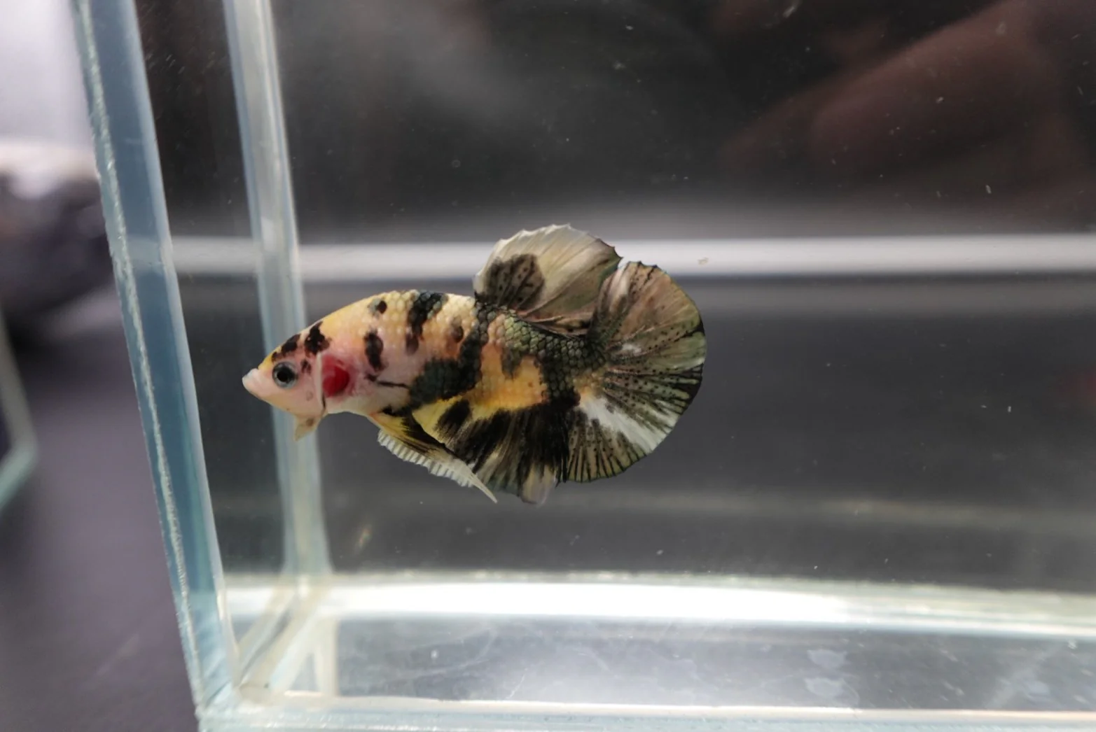 Competition grade - Koi Copper Betta Fish (MALE) - Image 3