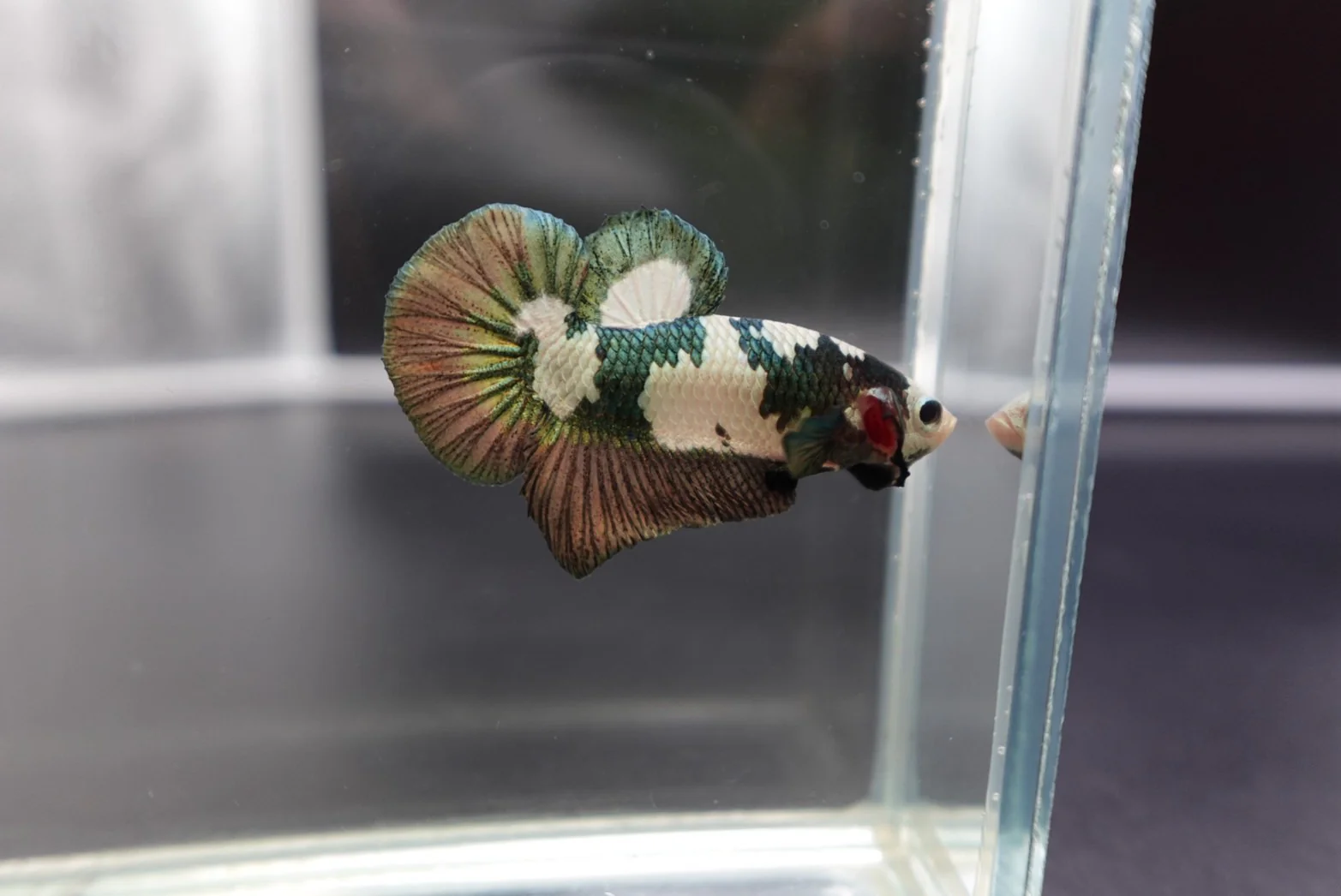 Competition grade - Koi Copper Betta Fish (MALE) - Image 3
