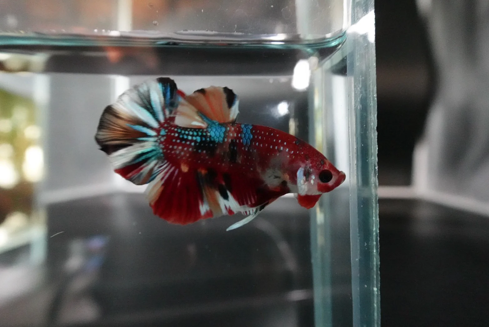 Competition grade - Multicolors Betta Fish (MALE) - Image 2