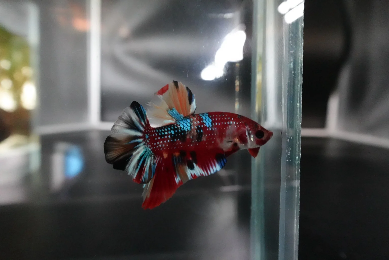Competition grade - Multicolors Betta Fish (MALE) - Image 3