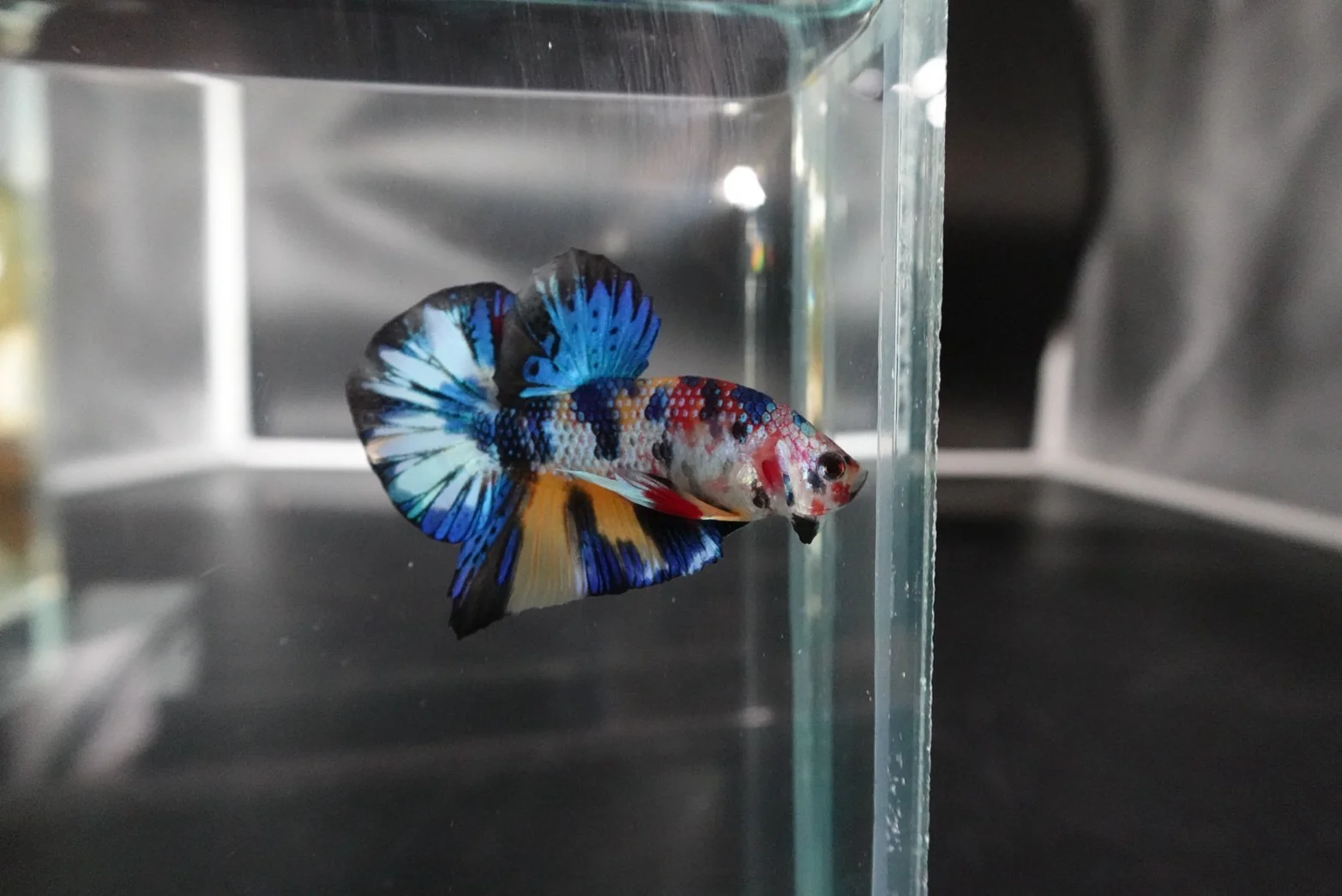 Competition grade - Multicolors Betta Fish (MALE) - Image 2
