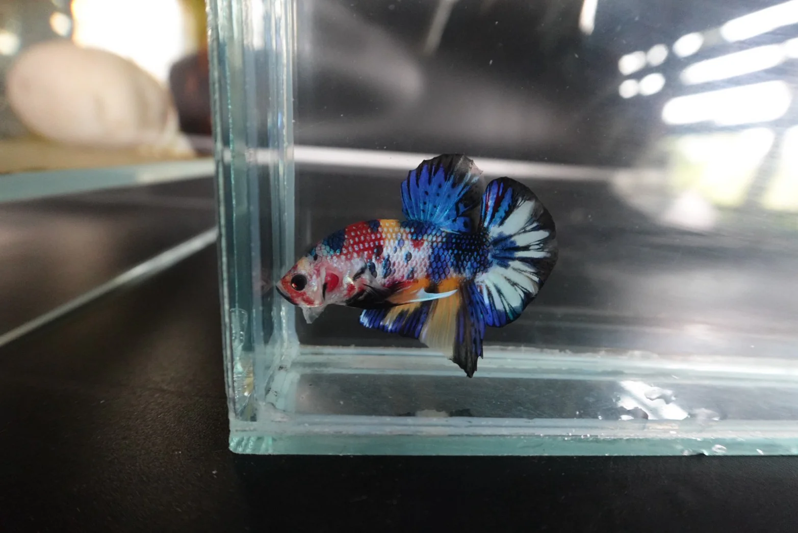 Competition grade - Multicolors Betta Fish (MALE) - Image 3