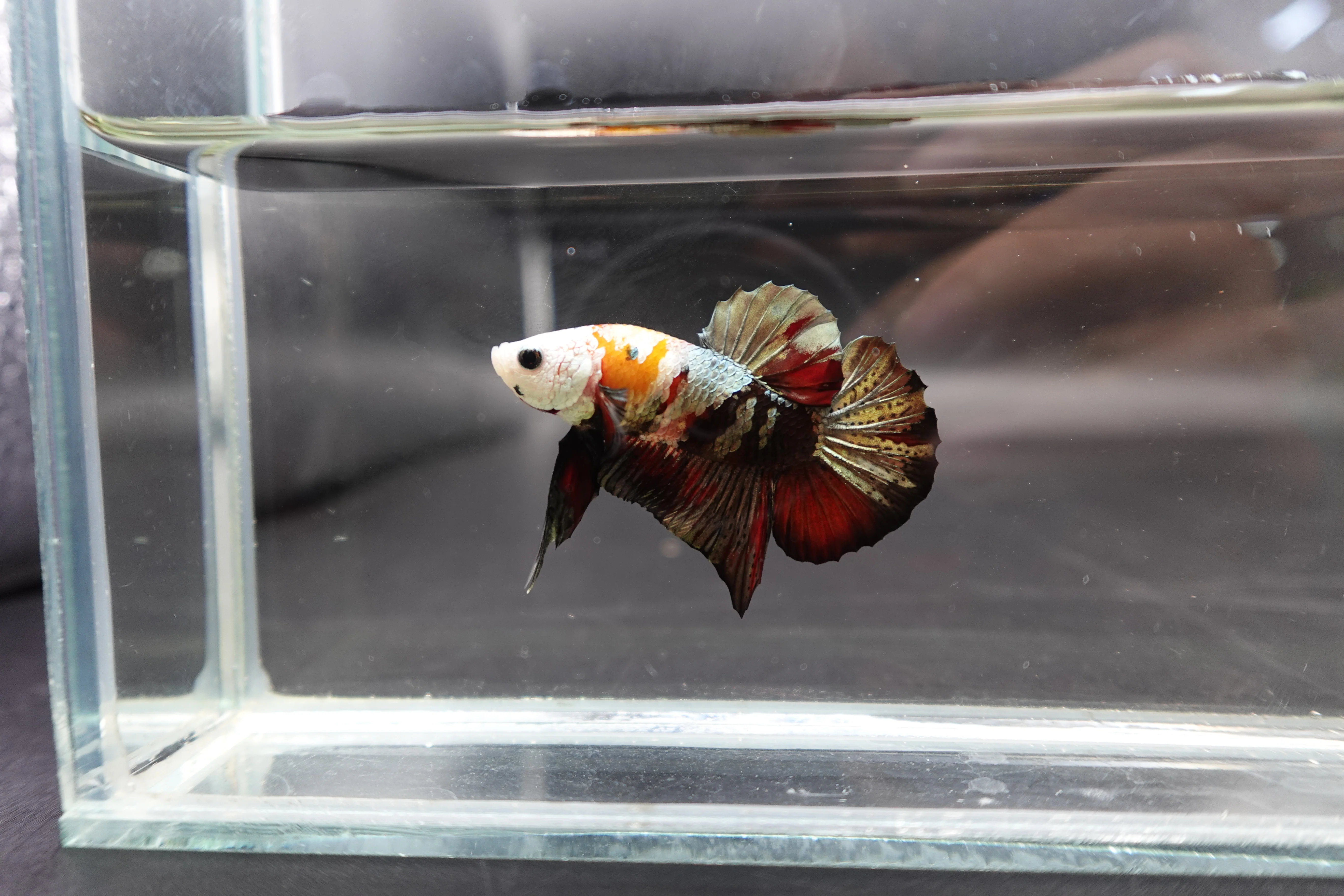 Competition grade - Multicolors White Face Betta Fish (MALE) - Image 2