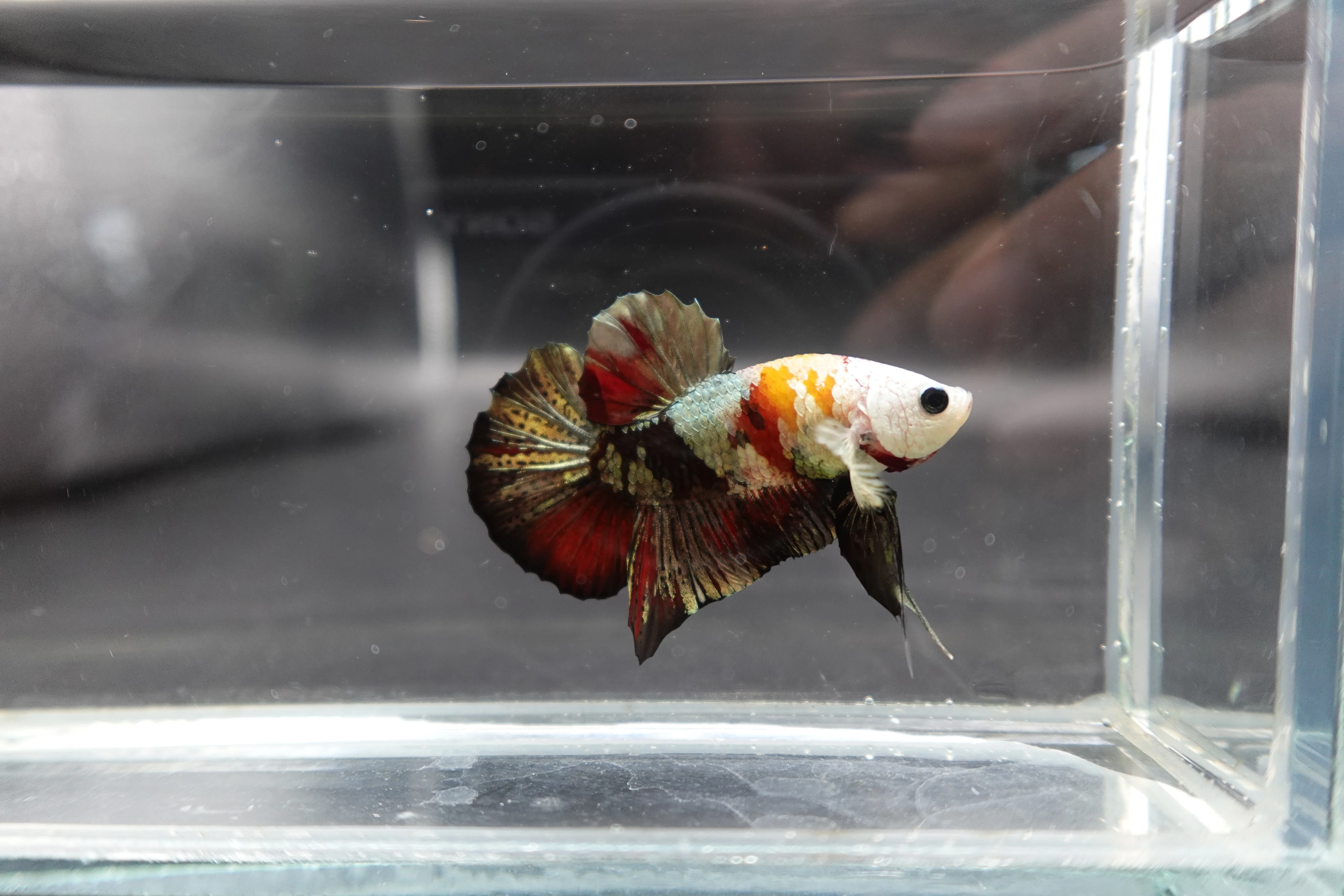 Competition grade - Multicolors White Face Betta Fish (MALE) - Image 3