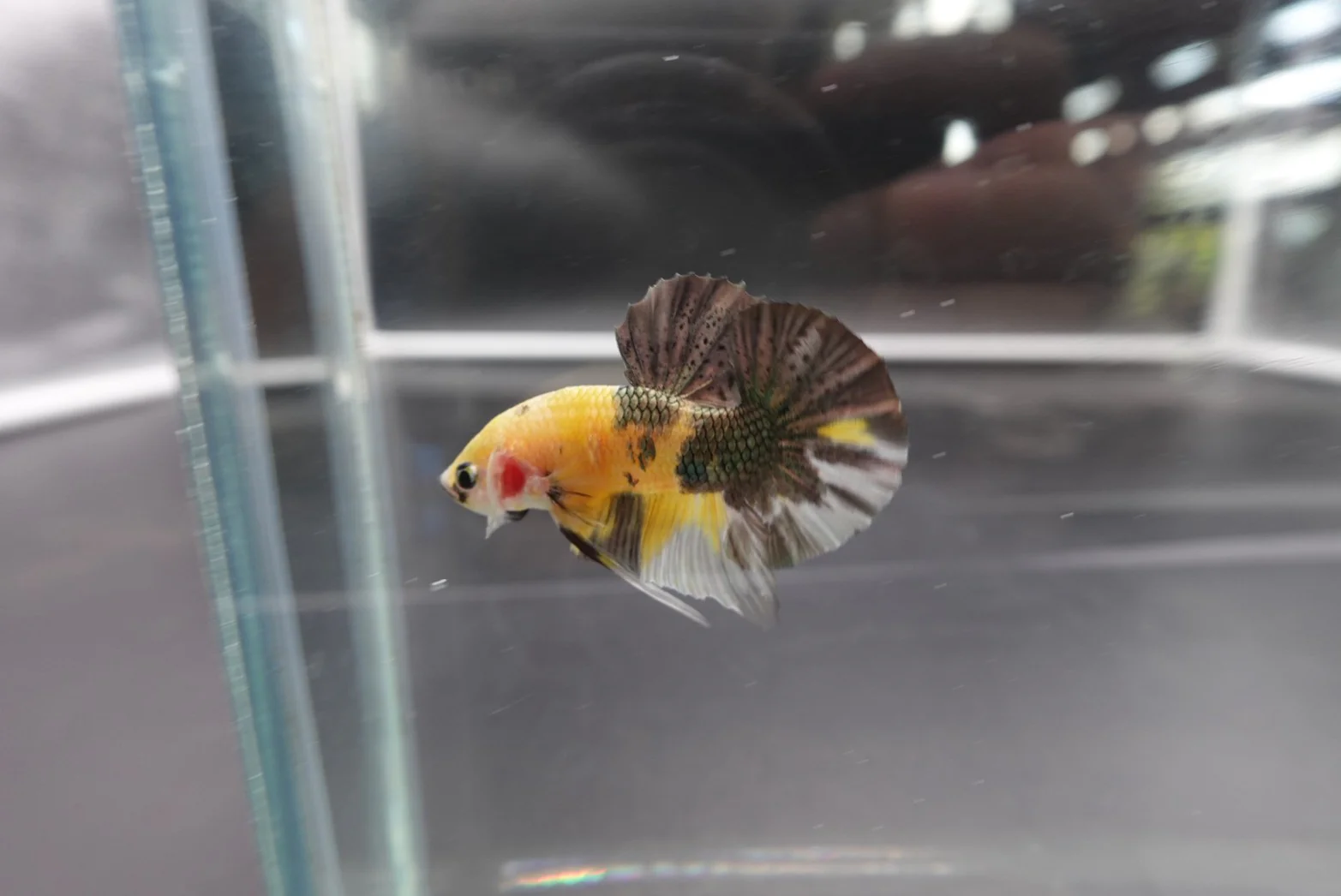 Competition grade - Pair Koi Copper Betta Fish (MALE) - Image 3