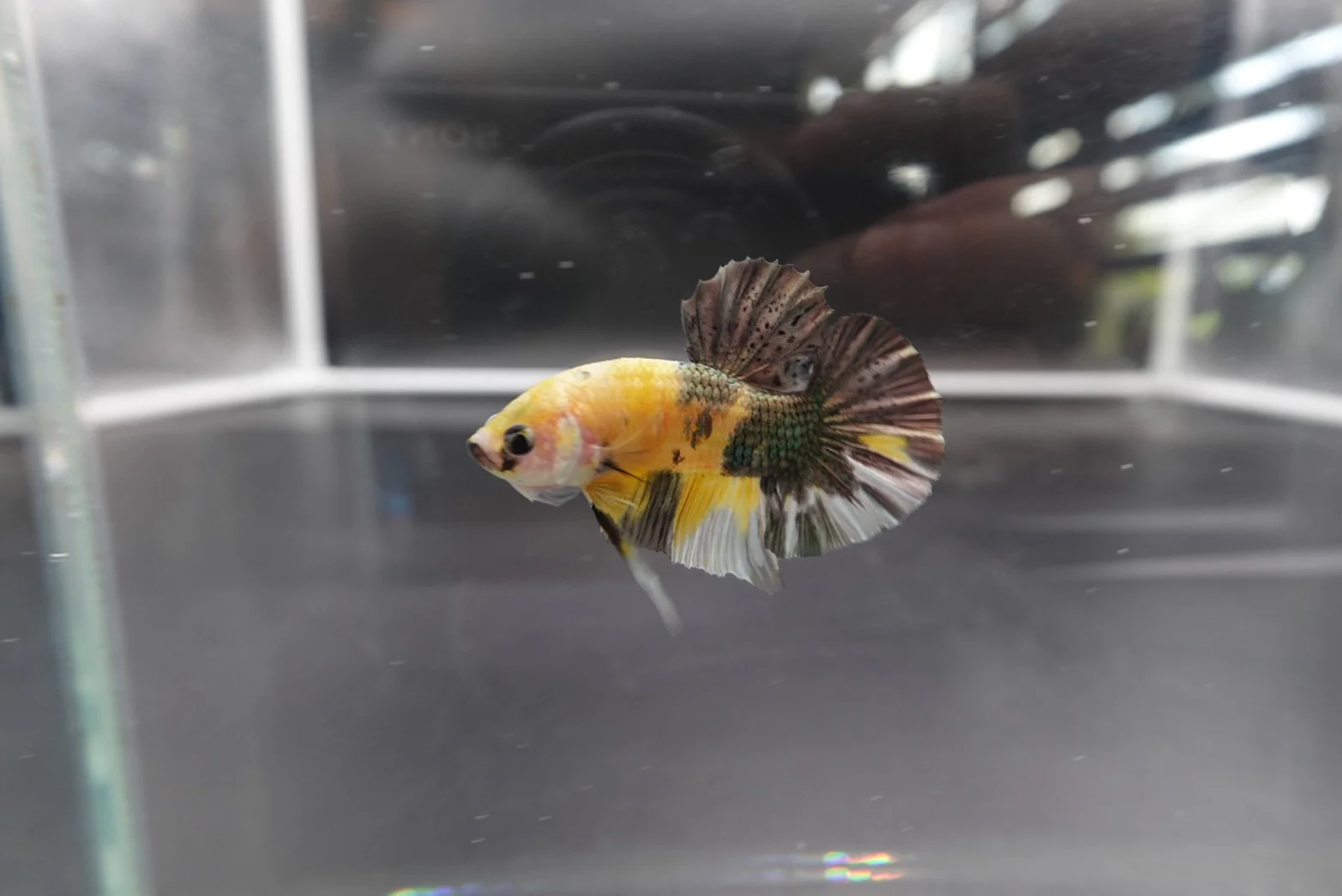 Competition grade - Pair Koi Copper Betta Fish (MALE) - Image 4