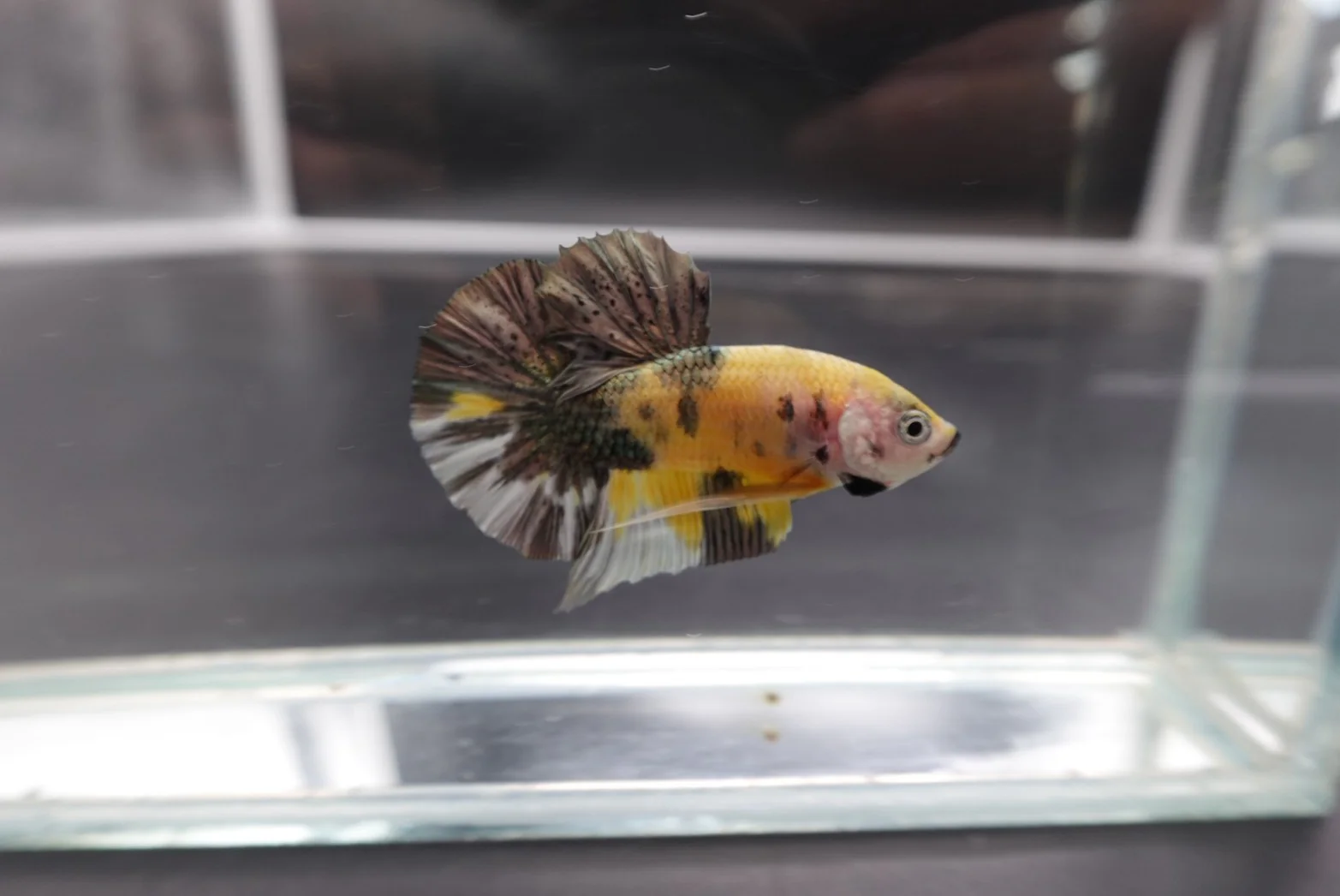Competition grade - Pair Koi Copper Betta Fish (MALE) - Image 5