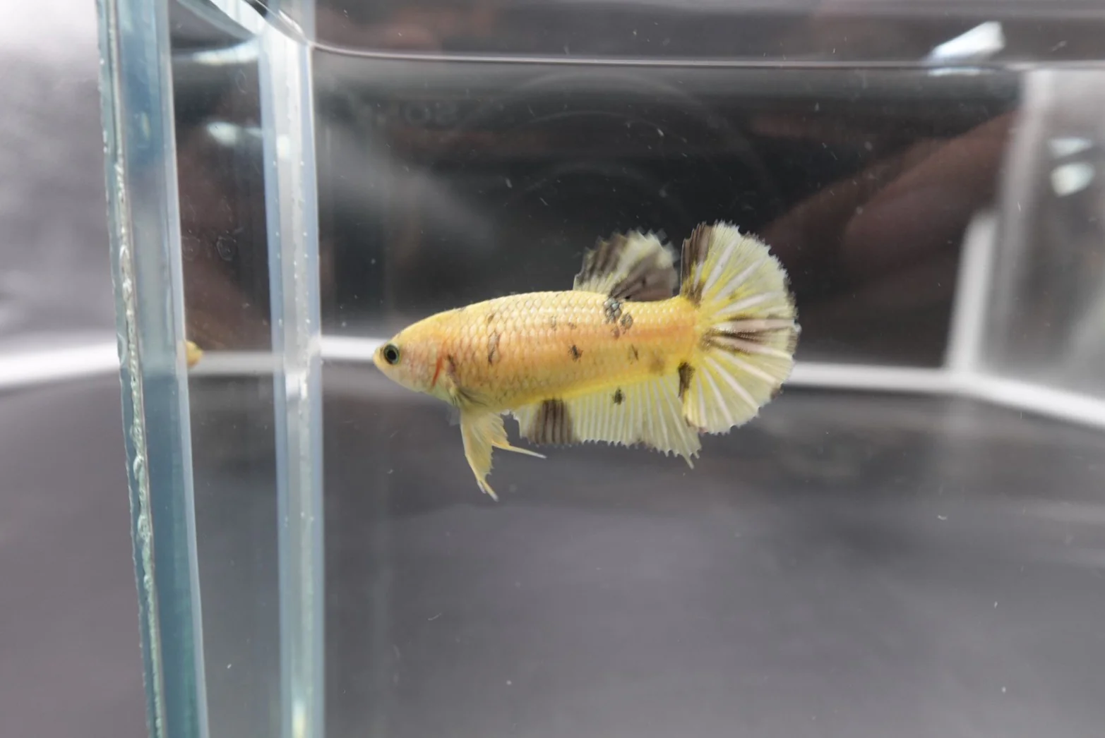 Competition grade - Pair Koi Copper Betta Fish (MALE) - Image 6