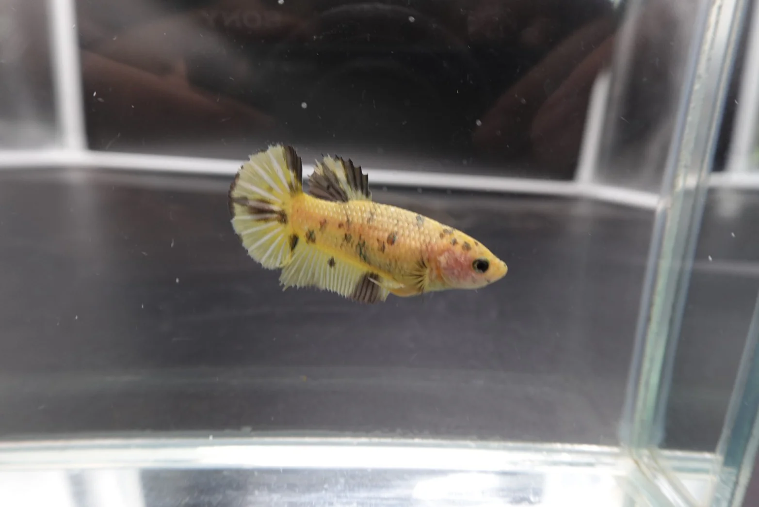 Competition grade - Pair Koi Copper Betta Fish (MALE) - Image 7