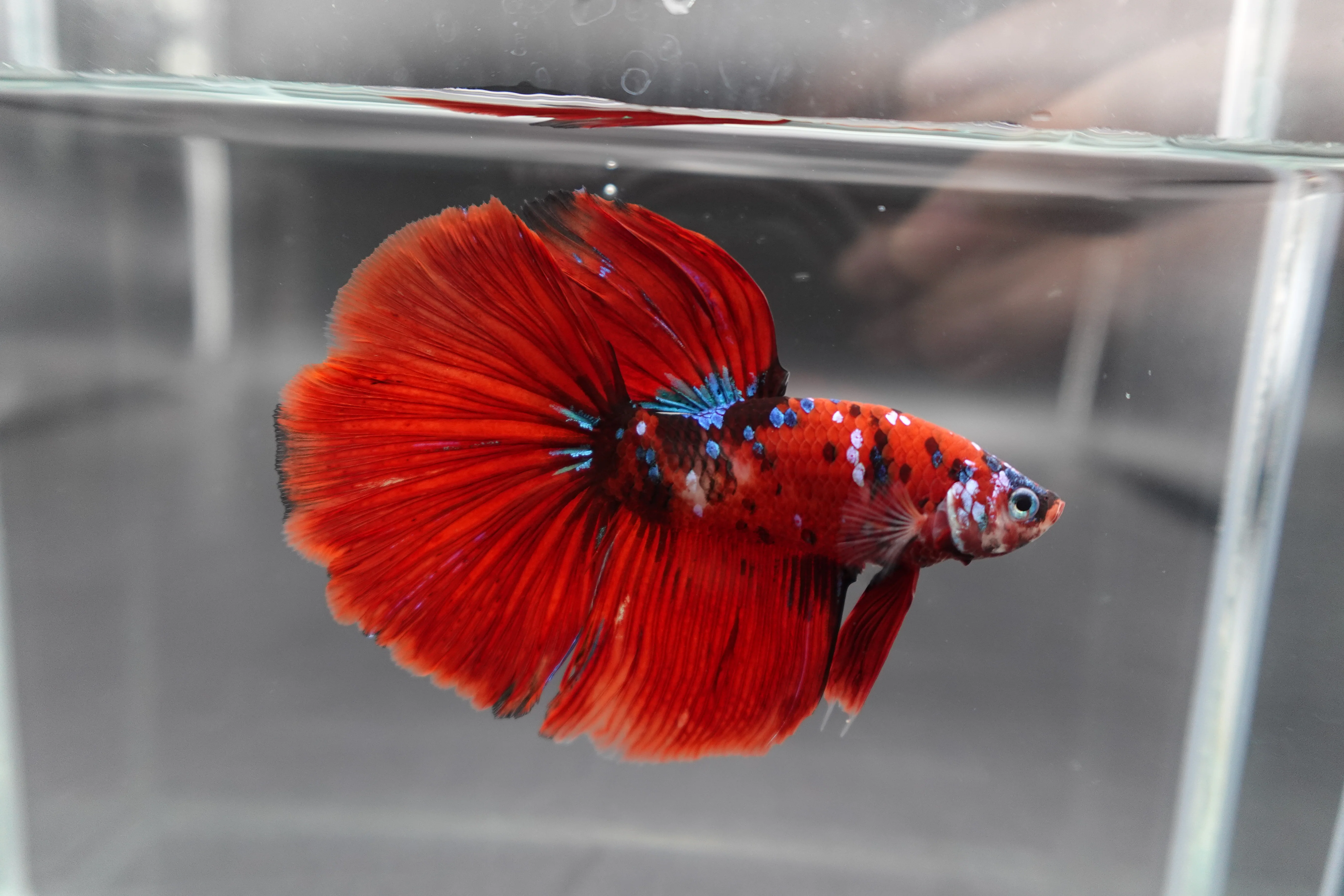 Competition Grade - Giant Halfmoon Red Devil Betta Fish (Male) - Image 2