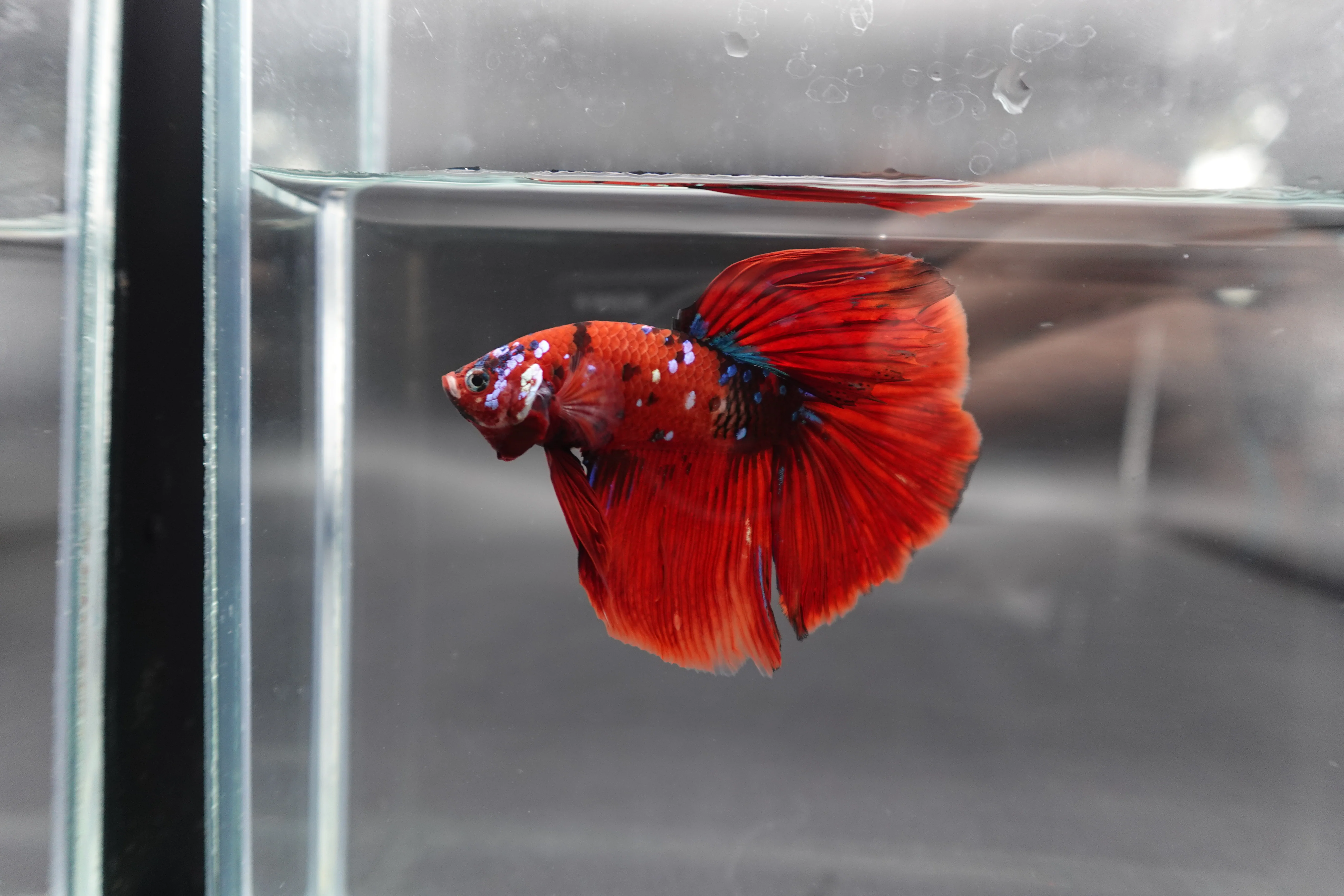 Competition Grade - Giant Halfmoon Red Devil Betta Fish (Male) - Image 3
