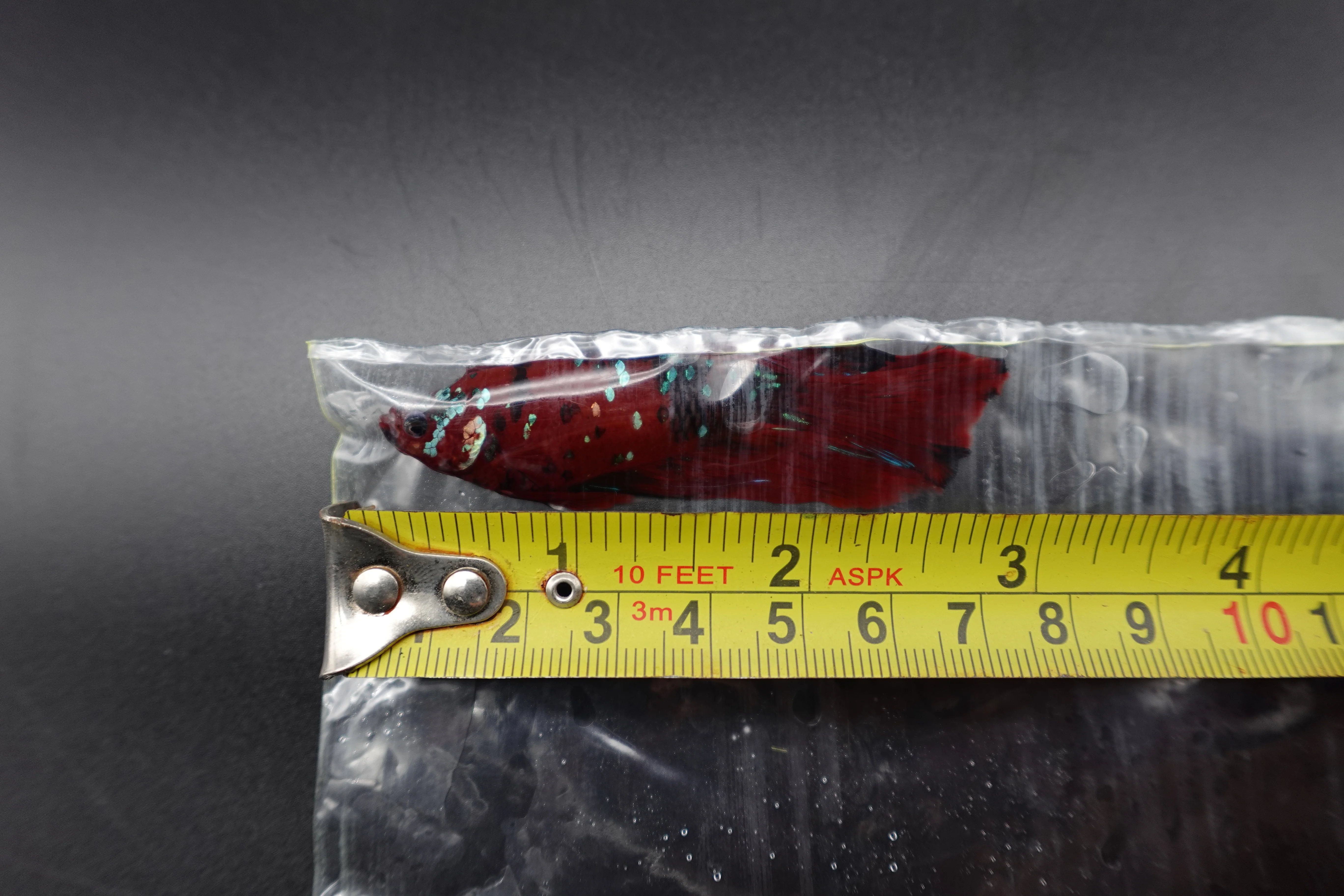 Competition Grade - Giant Halfmoon Red Devil Betta Fish (Male) - Image 4