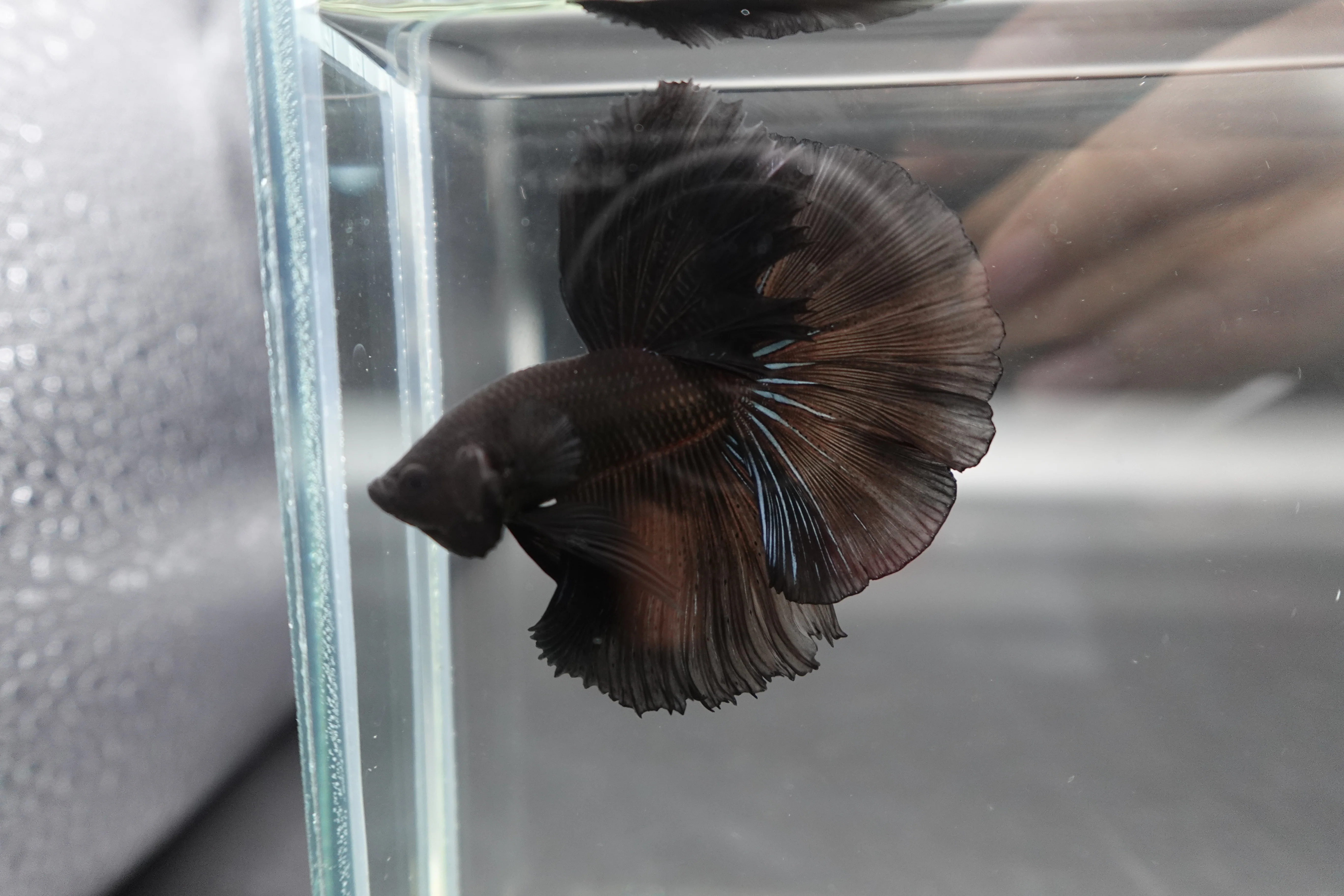 Competition grade - Super Black Halfmoon Betta Fish (MALE) - Image 3