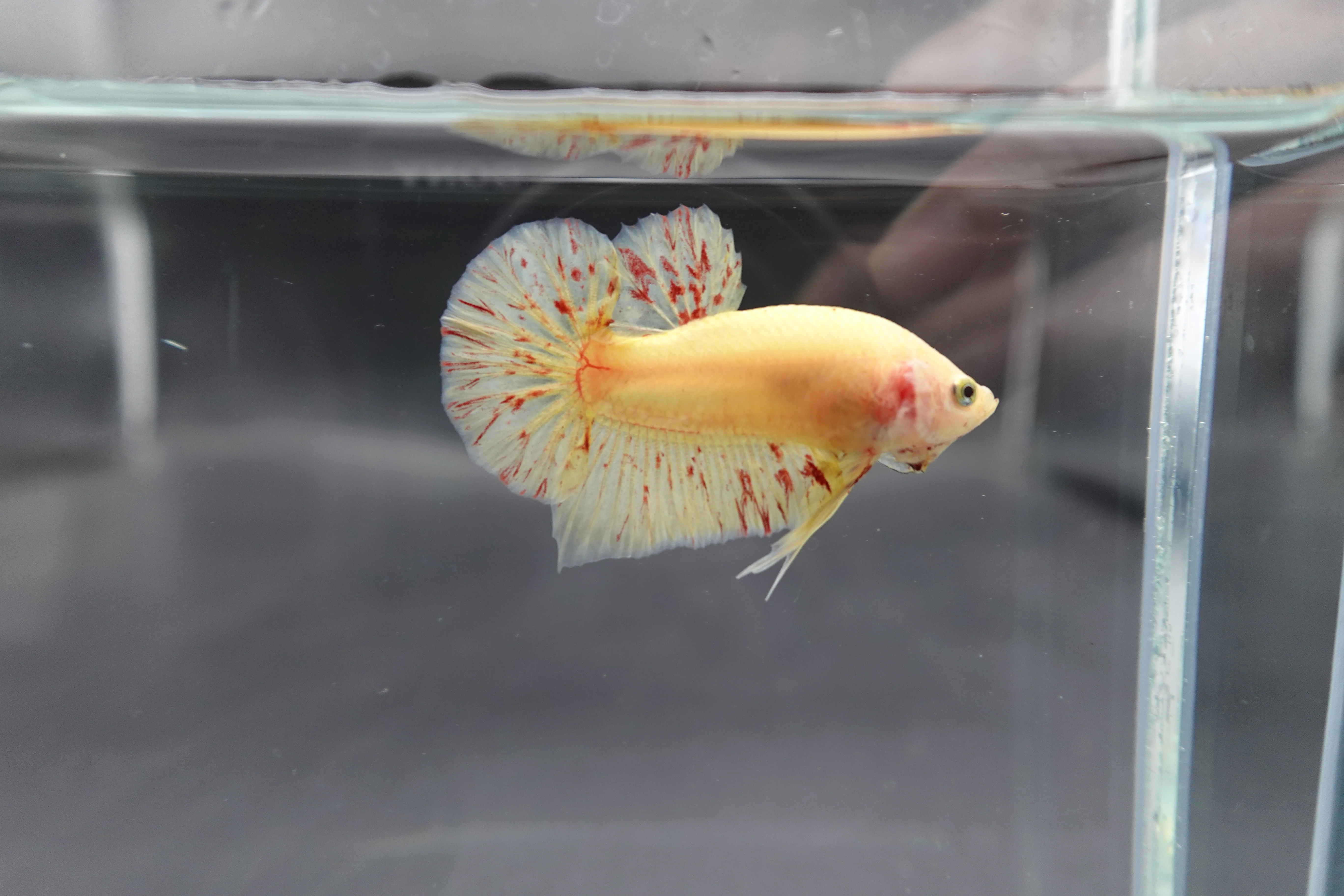 Competition grade - Vanda Betta Fish (MALE) - Image 2