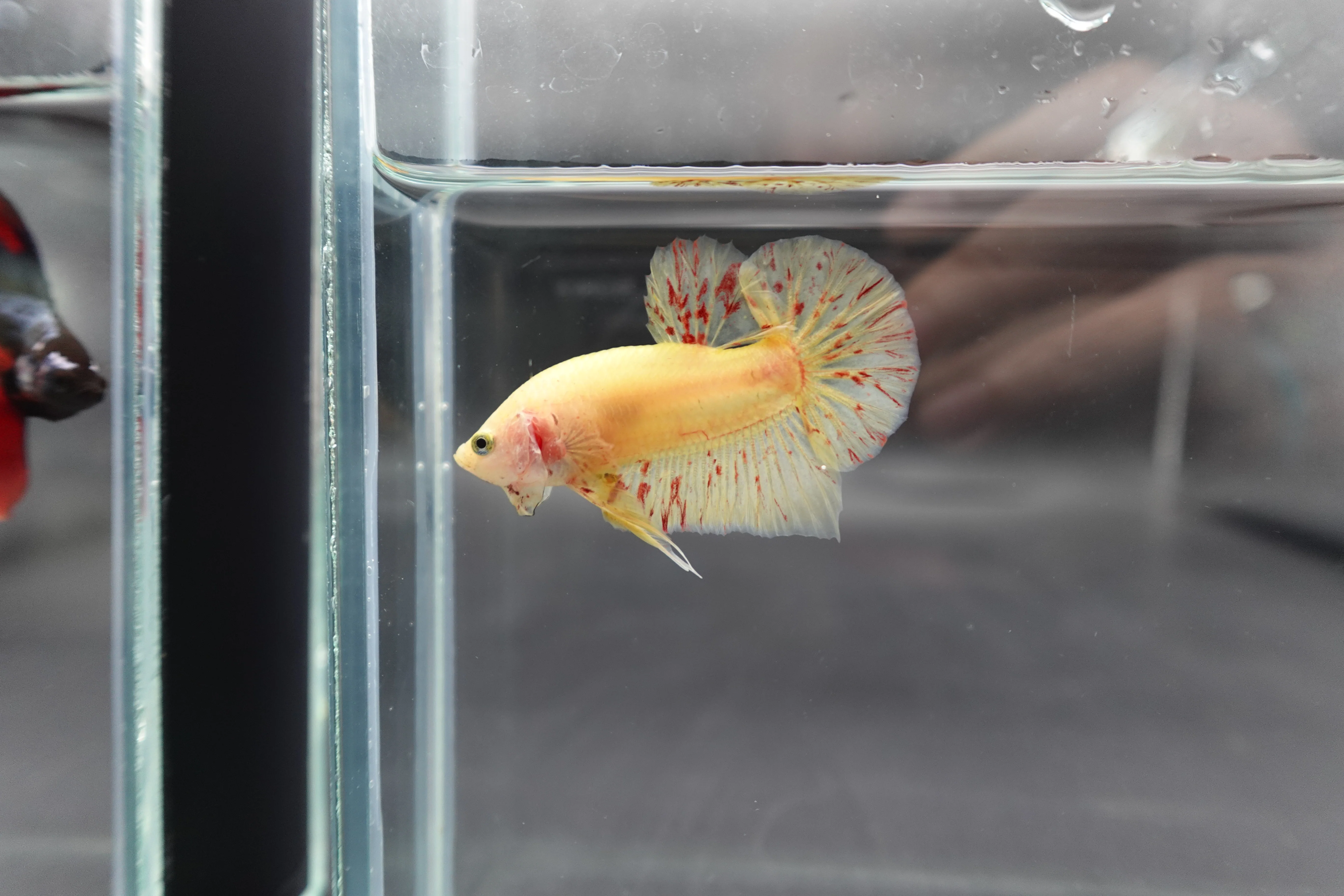 Competition grade - Vanda Betta Fish (MALE) - Image 3