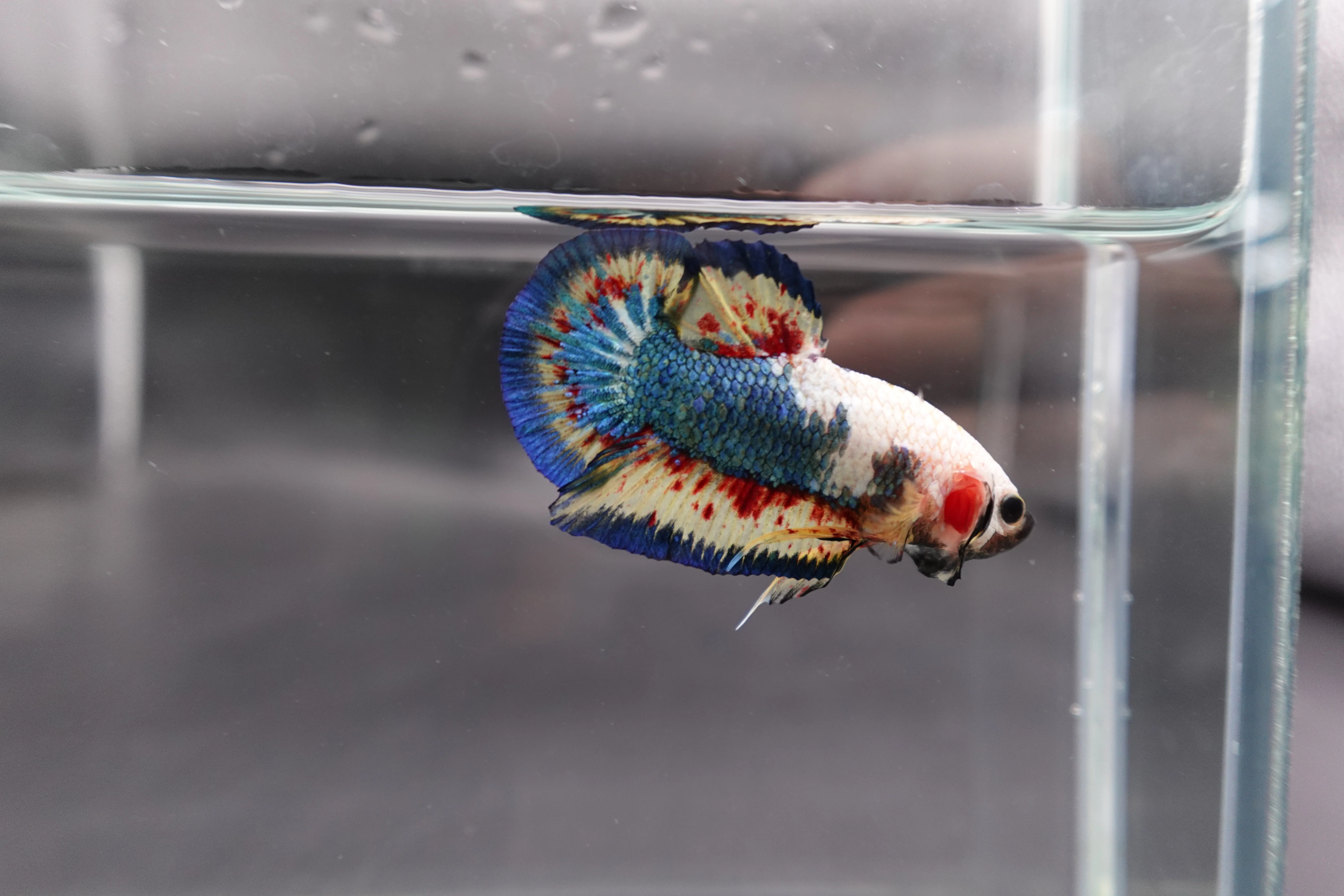 Competition grade - Vanda White Head Betta Fish (MALE) - Image 2