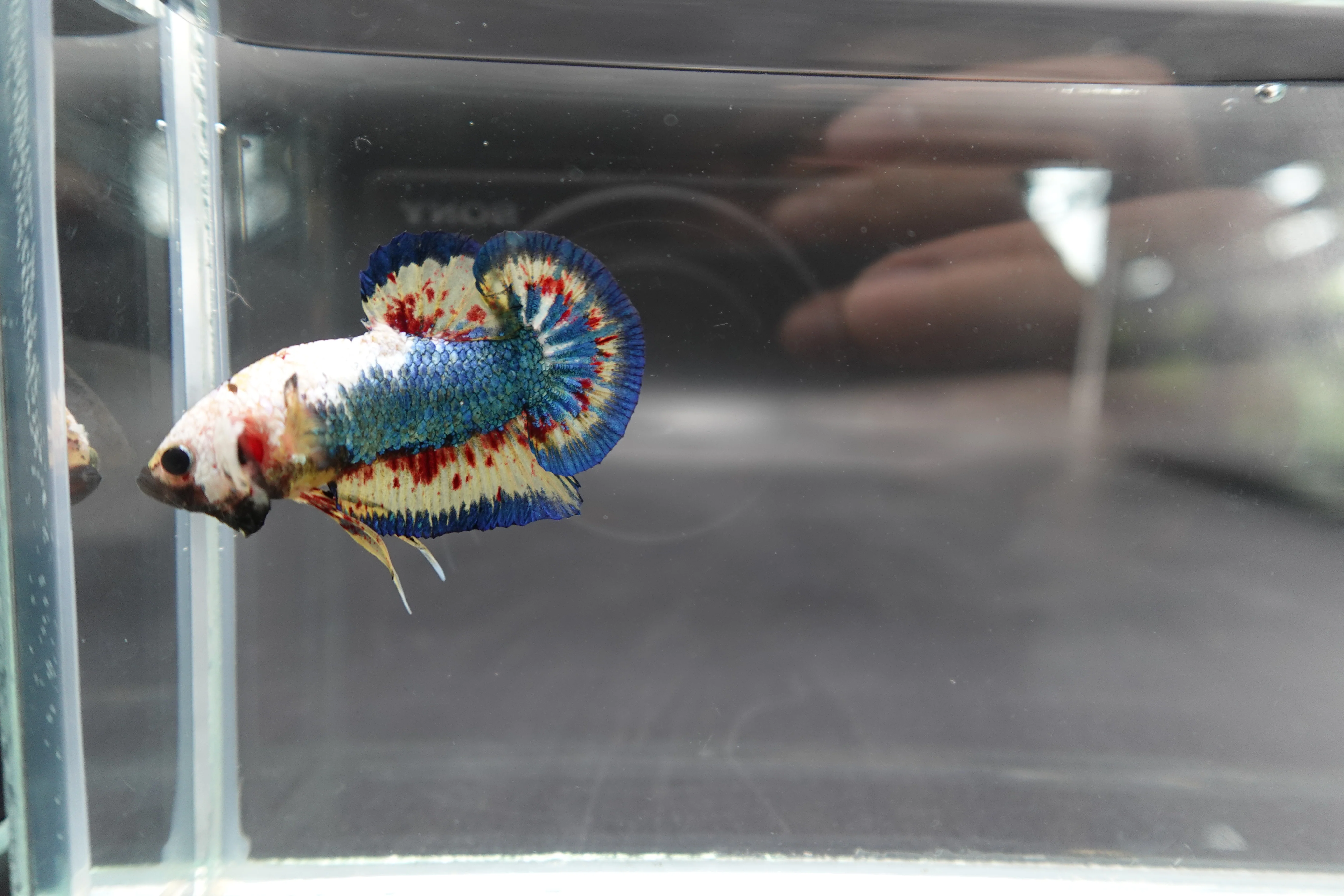 Competition grade - Vanda White Head Betta Fish (MALE) - Image 3
