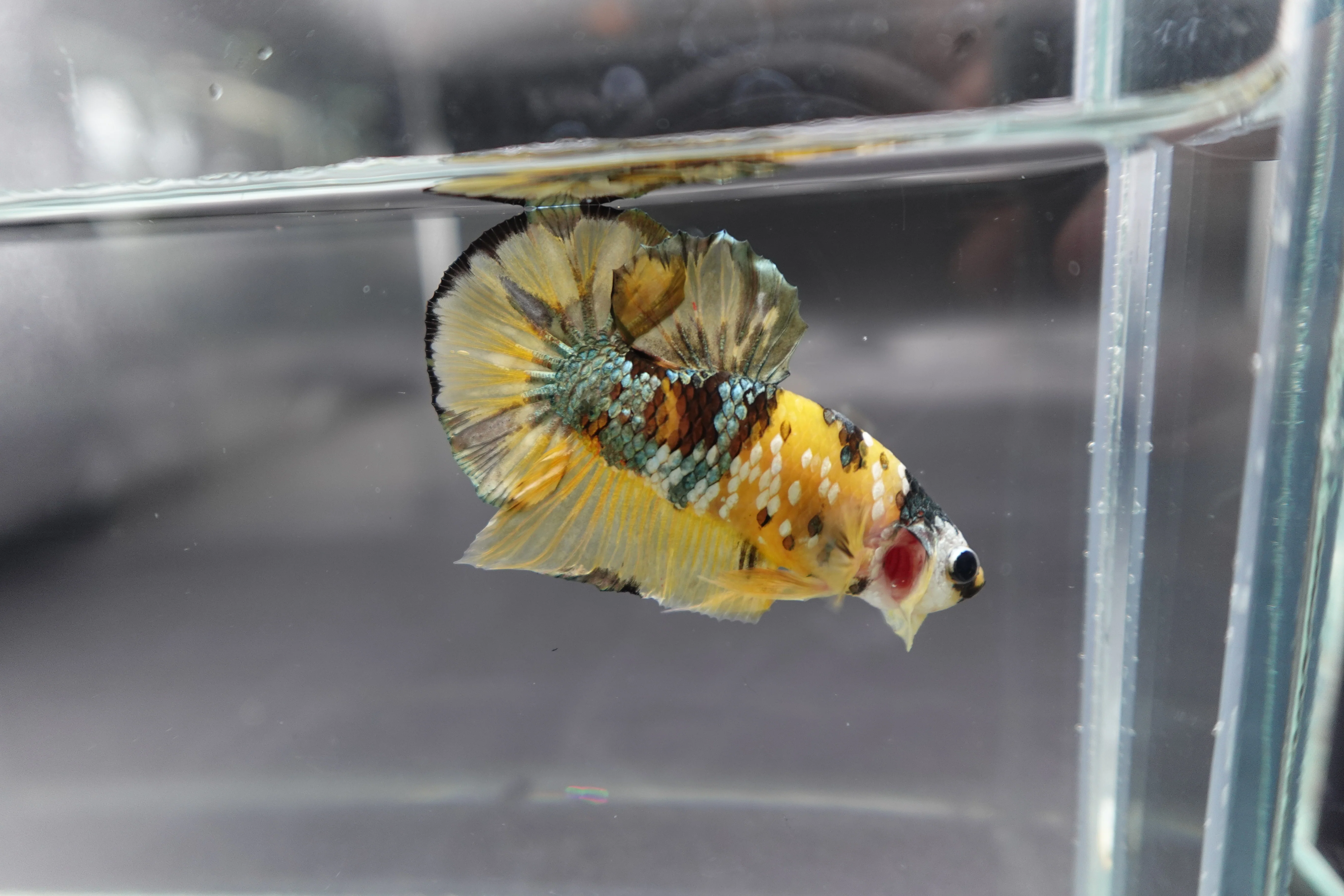 Competition grade - Yellow Copper Betta Fish (MALE) - Image 2