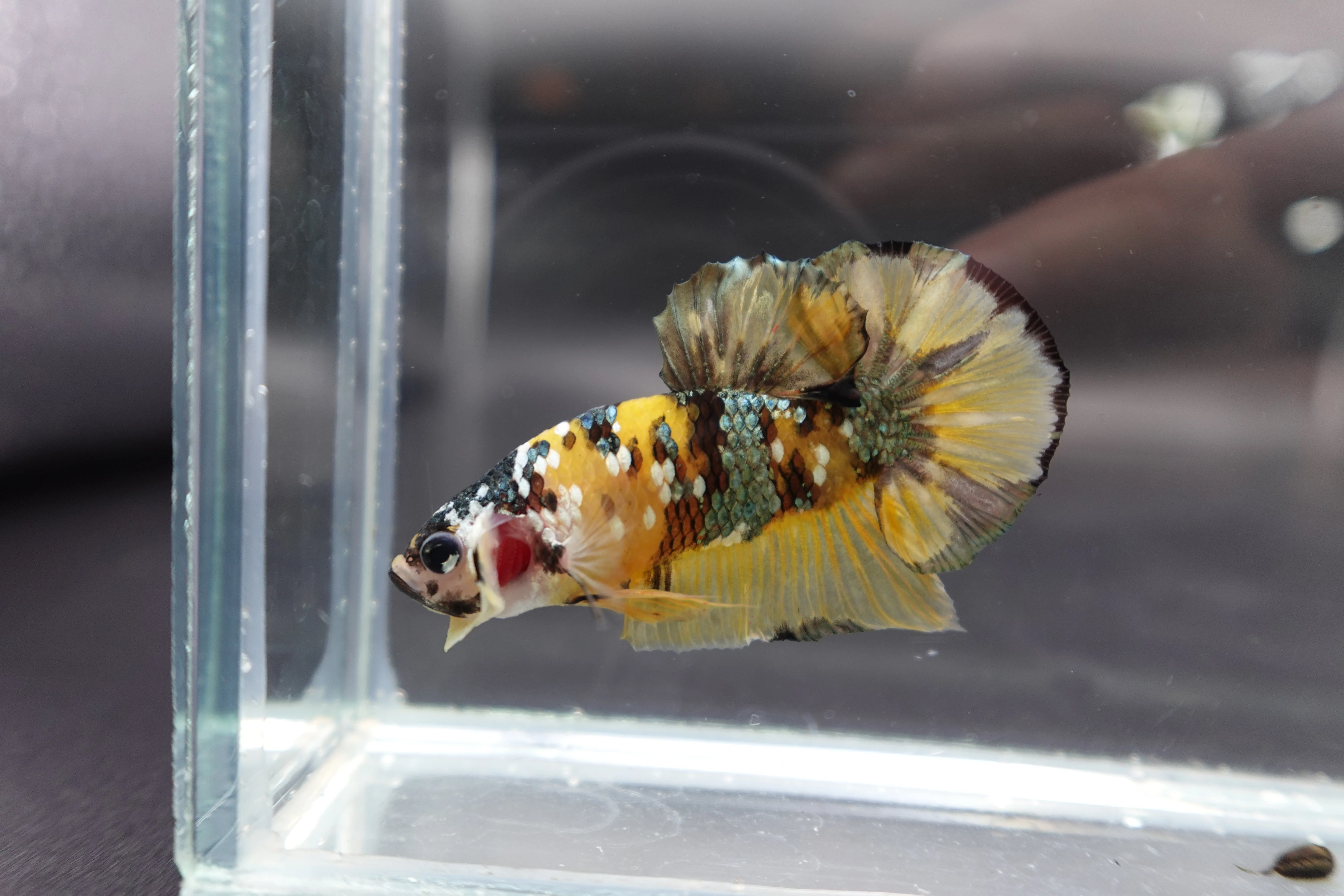 Competition grade - Yellow Copper Betta Fish (MALE) - Image 3