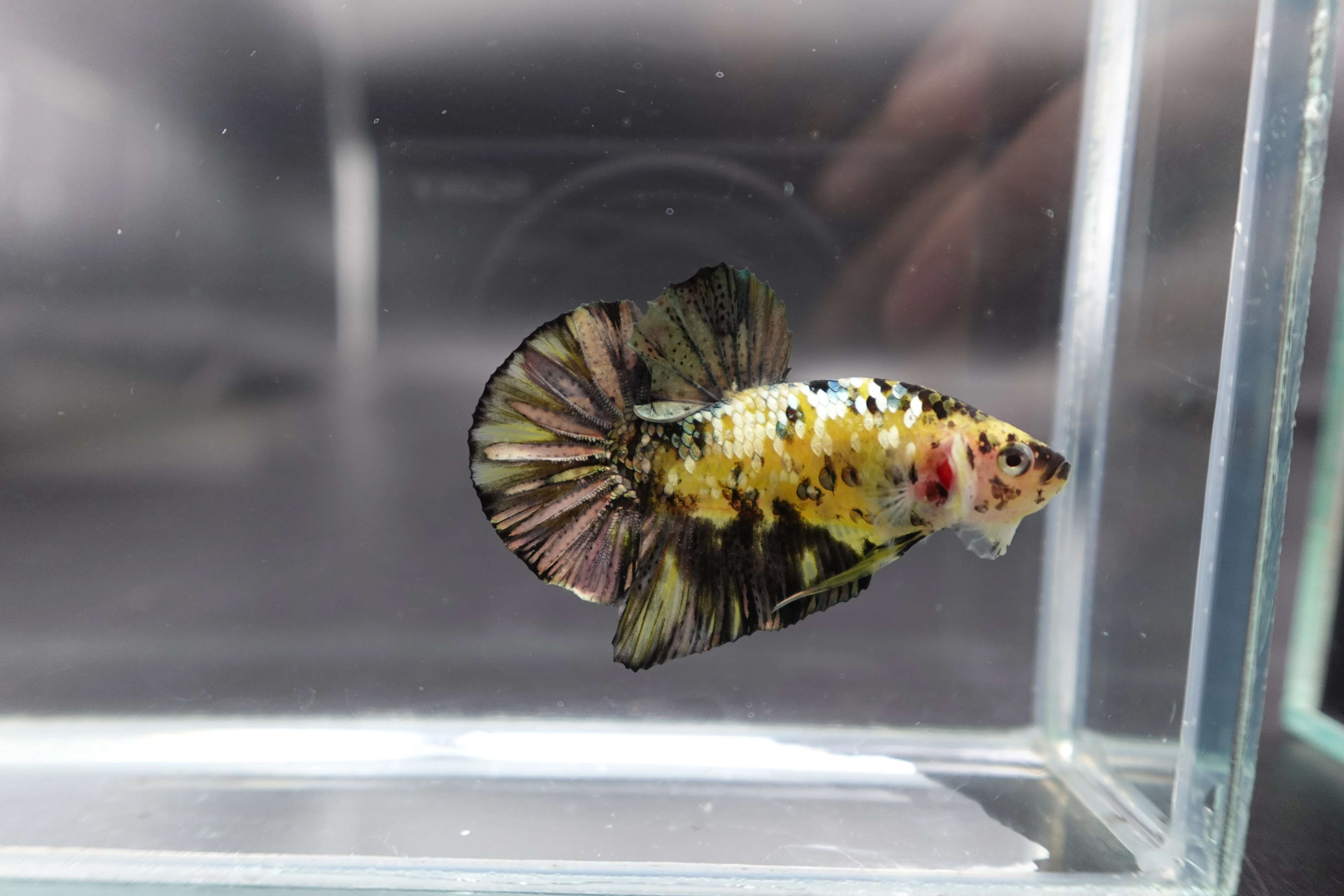 Competition grade - Yellow Copper Tiger Betta Fish (MALE) - Image 3