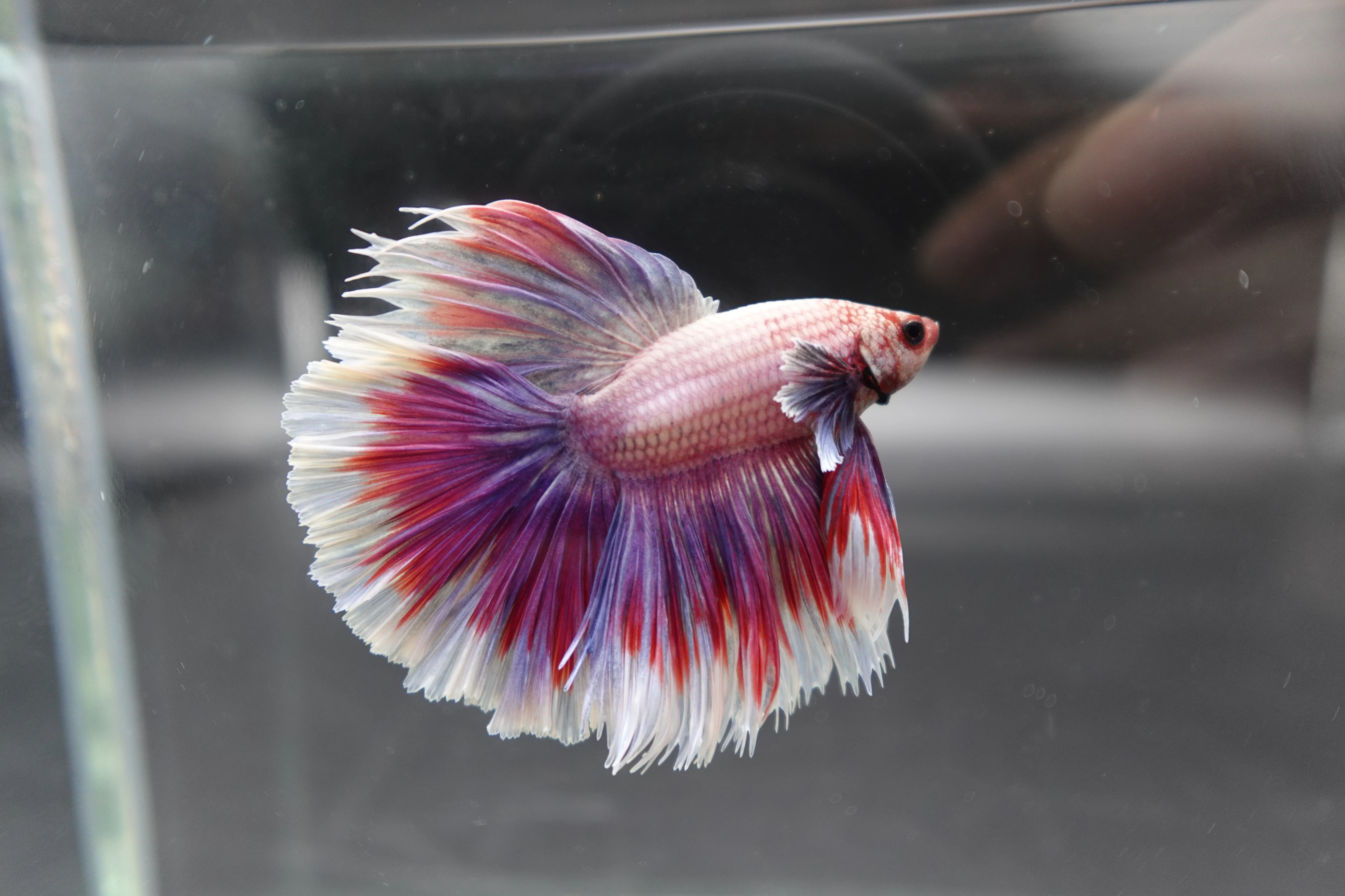 Competition Halfmoon Lollipop Betta Fish (MALE) - Image 3