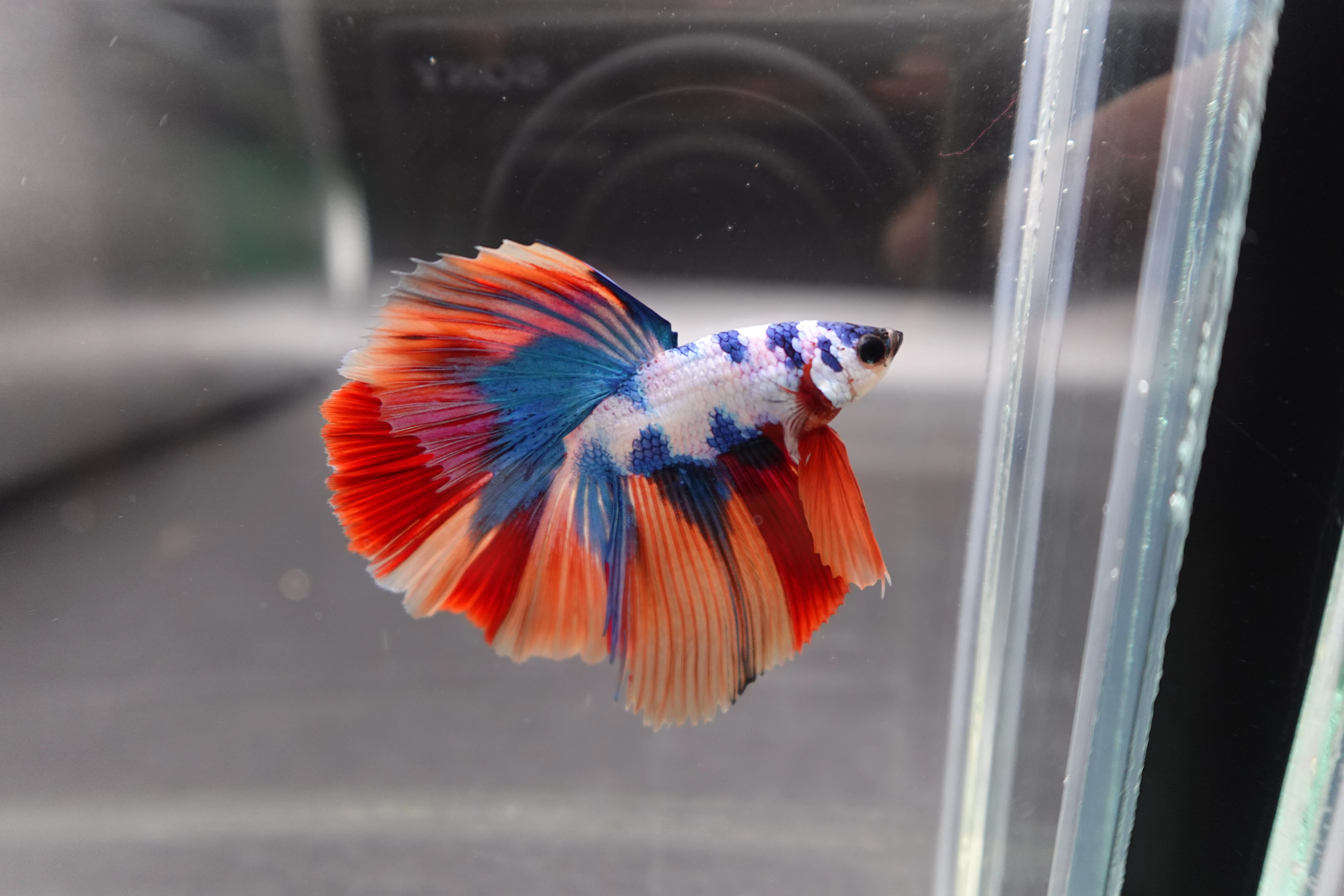 Competition Halfmoon Multicolors Betta Fish (MALE) - Image 2