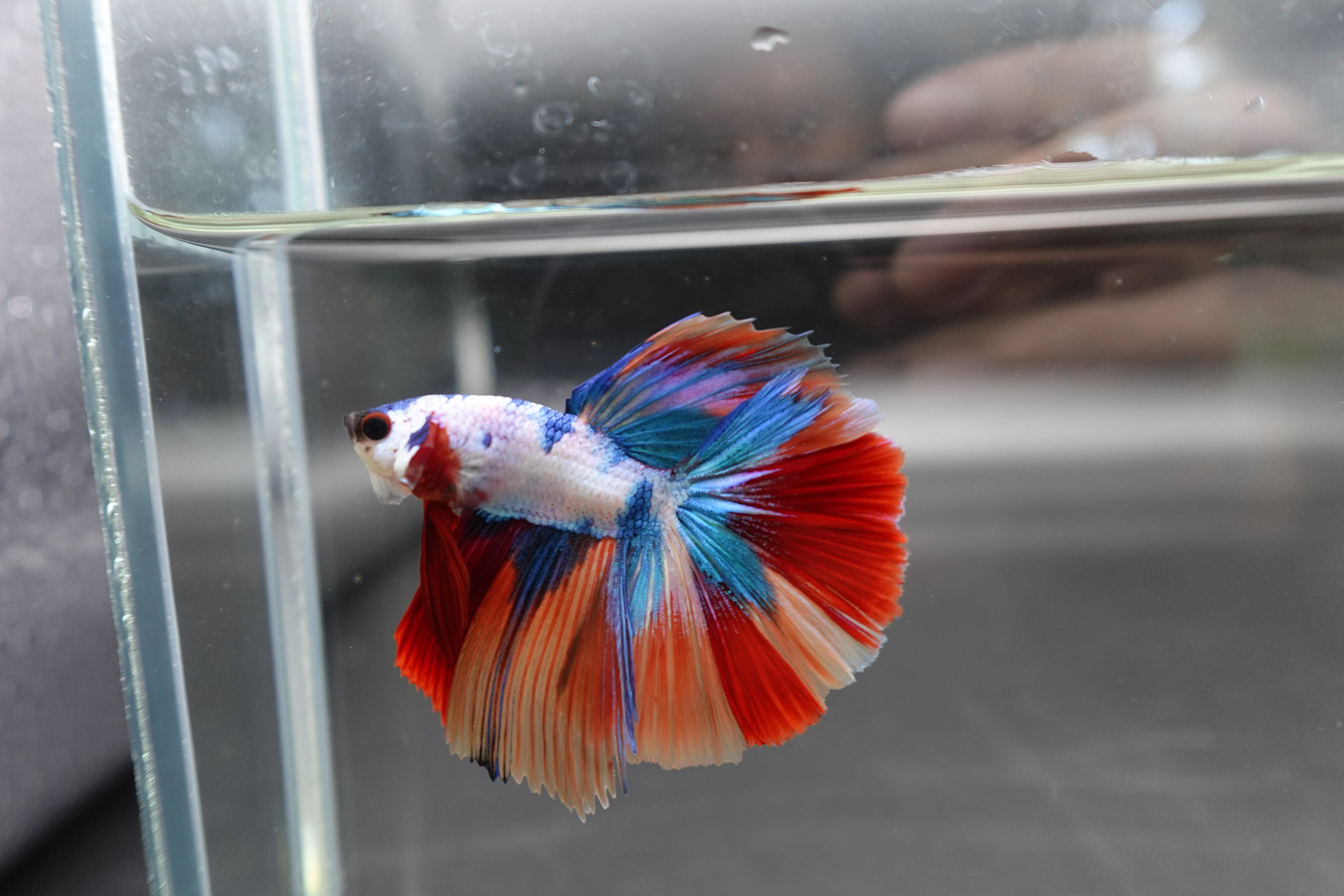 Competition Halfmoon Multicolors Betta Fish (MALE) - Image 3