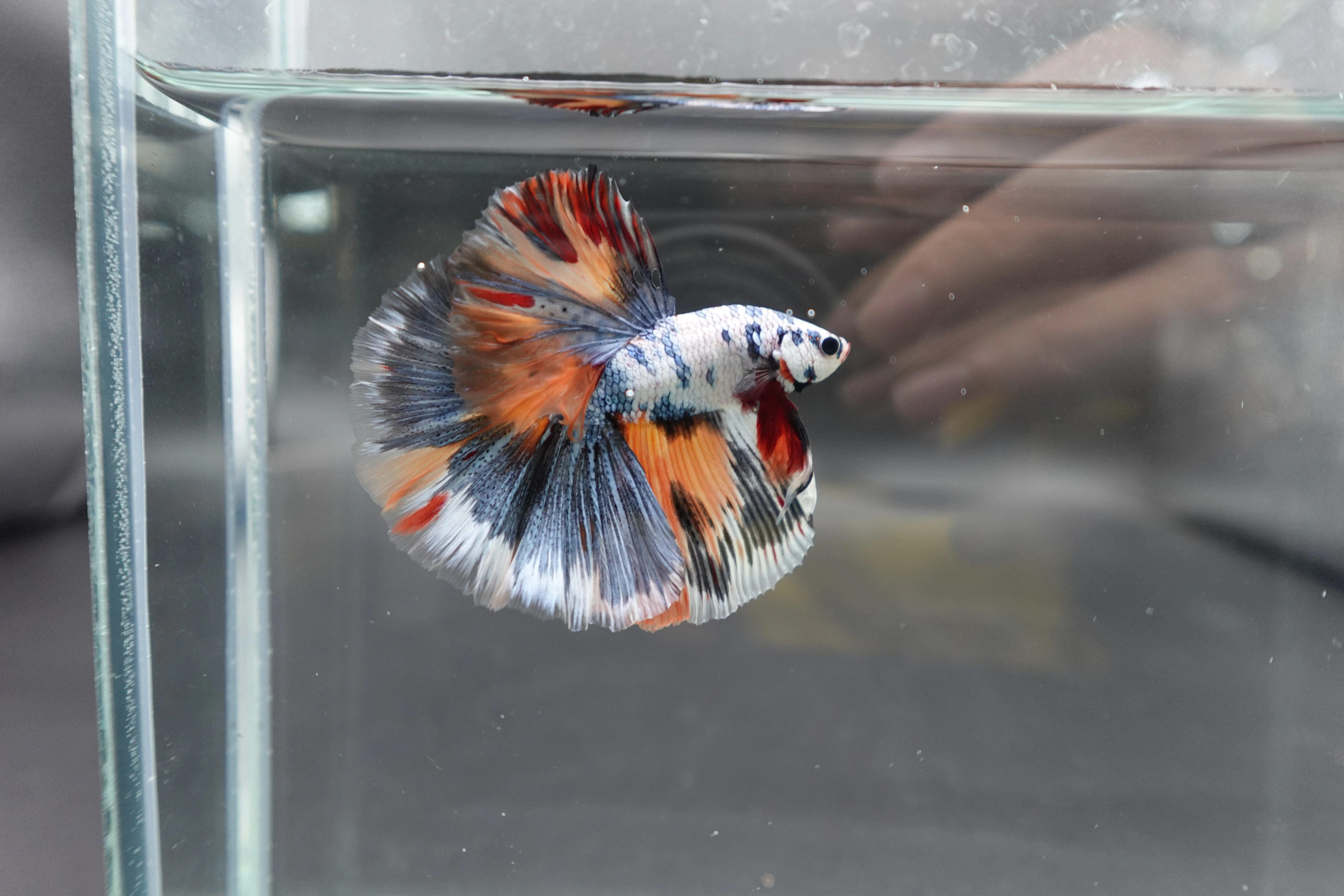 Competition Halfmoon Multicolors Betta Fish (MALE) - Image 2