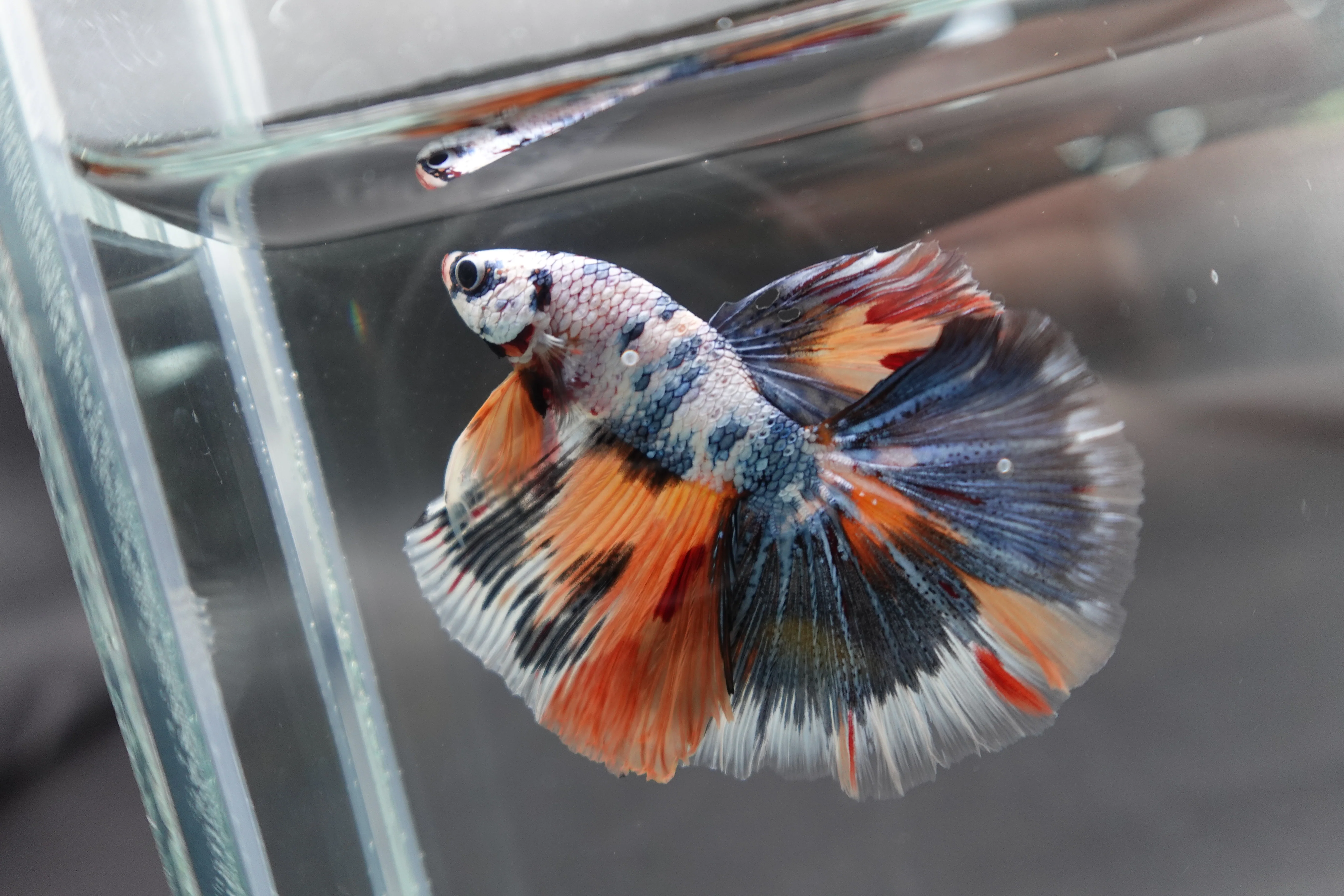 Competition Halfmoon Multicolors Betta Fish (MALE) - Image 3