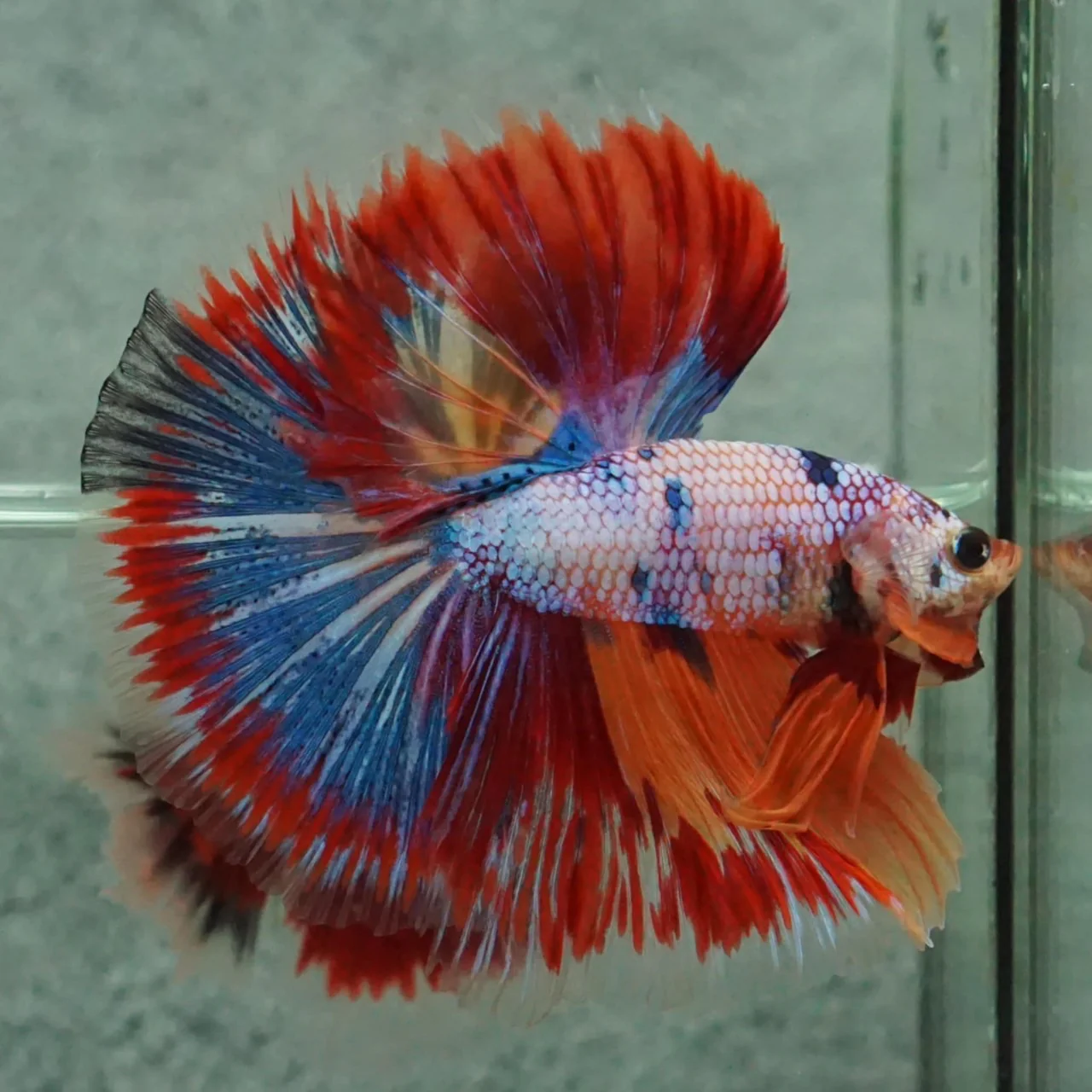 Competition Halfmoon Multicolors Betta Fish (MALE) - Image 2