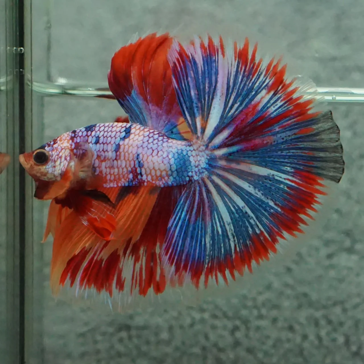 Competition Halfmoon Multicolors Betta Fish (MALE) - Image 3