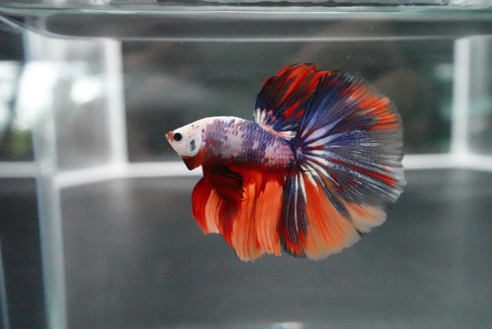 Competition Halfmoon Multicolors Betta Fish (MALE) - Image 2