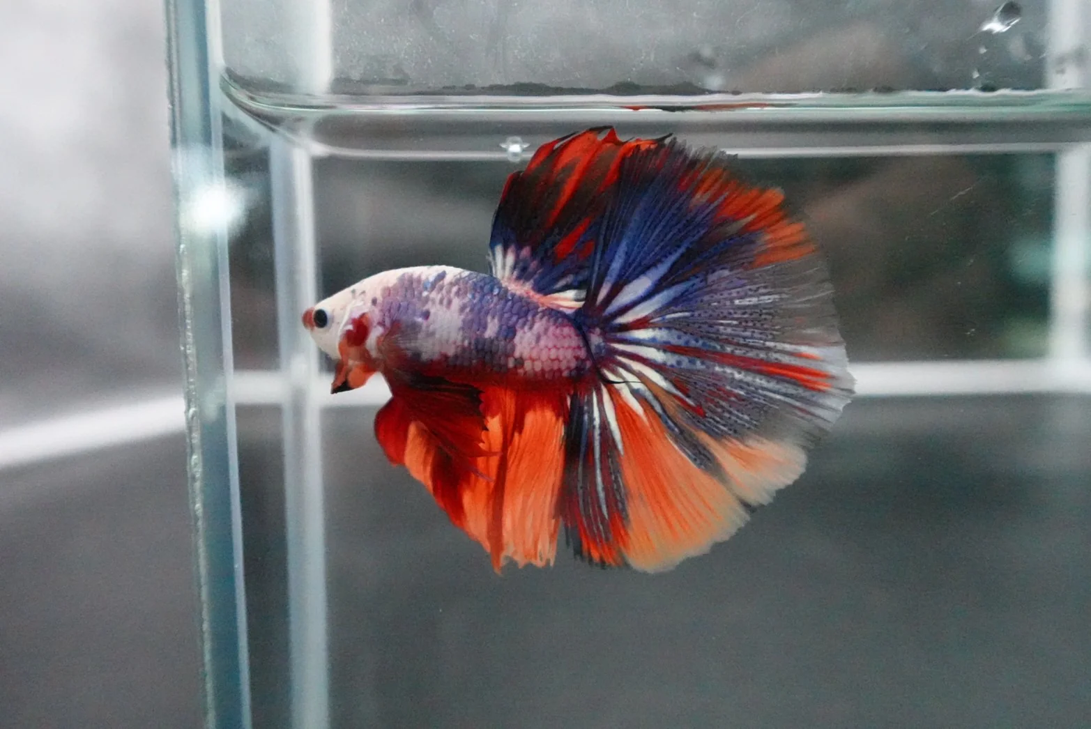 Competition Halfmoon Multicolors Betta Fish (MALE) - Image 3