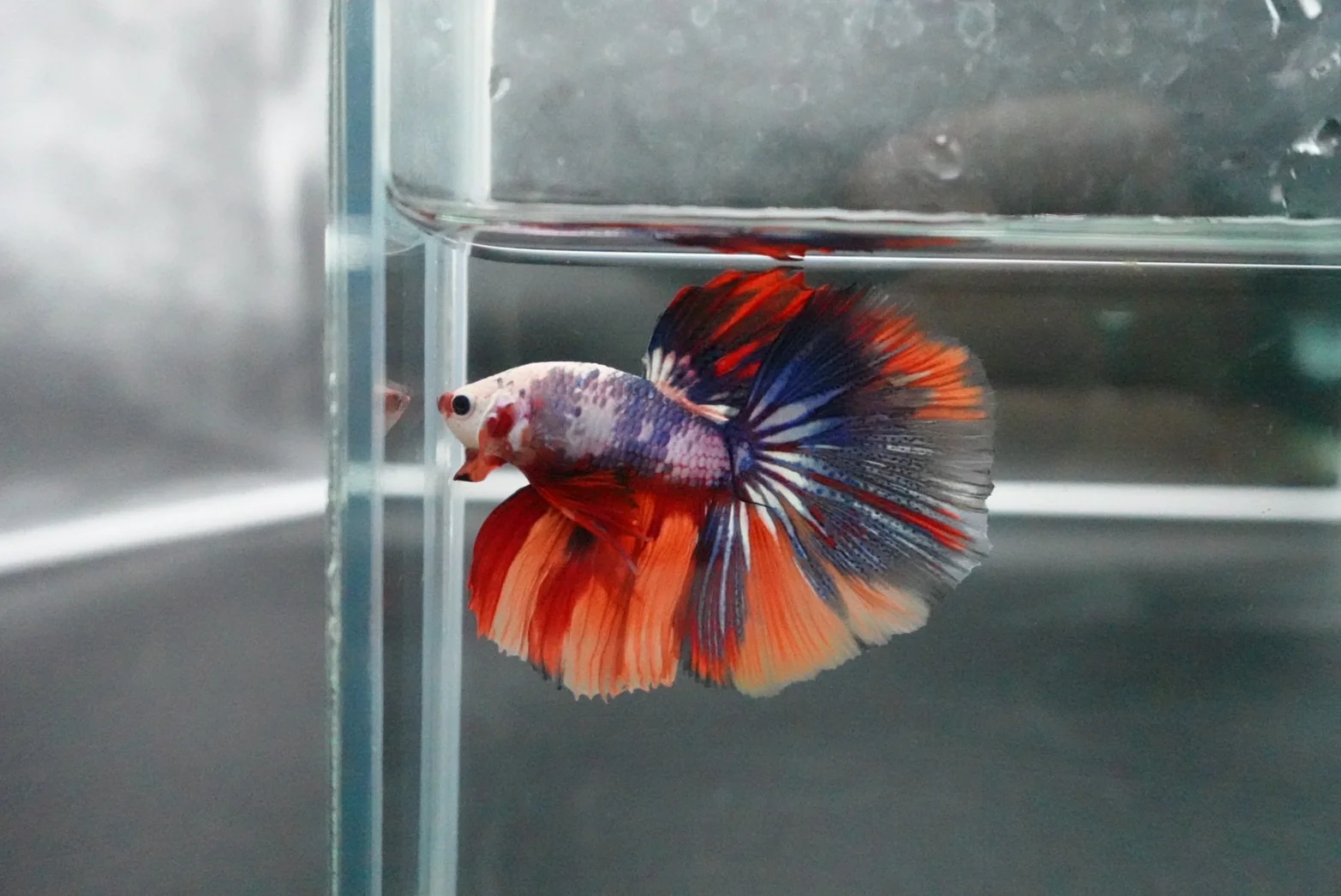Competition Halfmoon Multicolors Betta Fish (MALE) - Image 4