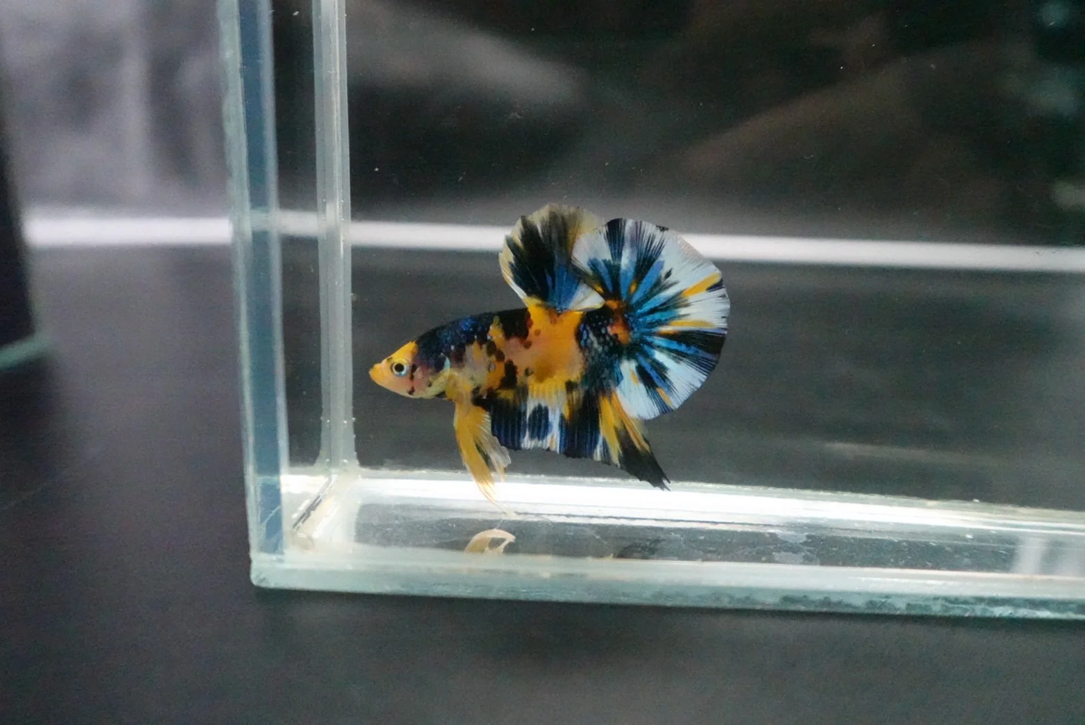 Competition Halfmoon Multicolors Betta Fish (MALE) - Image 2