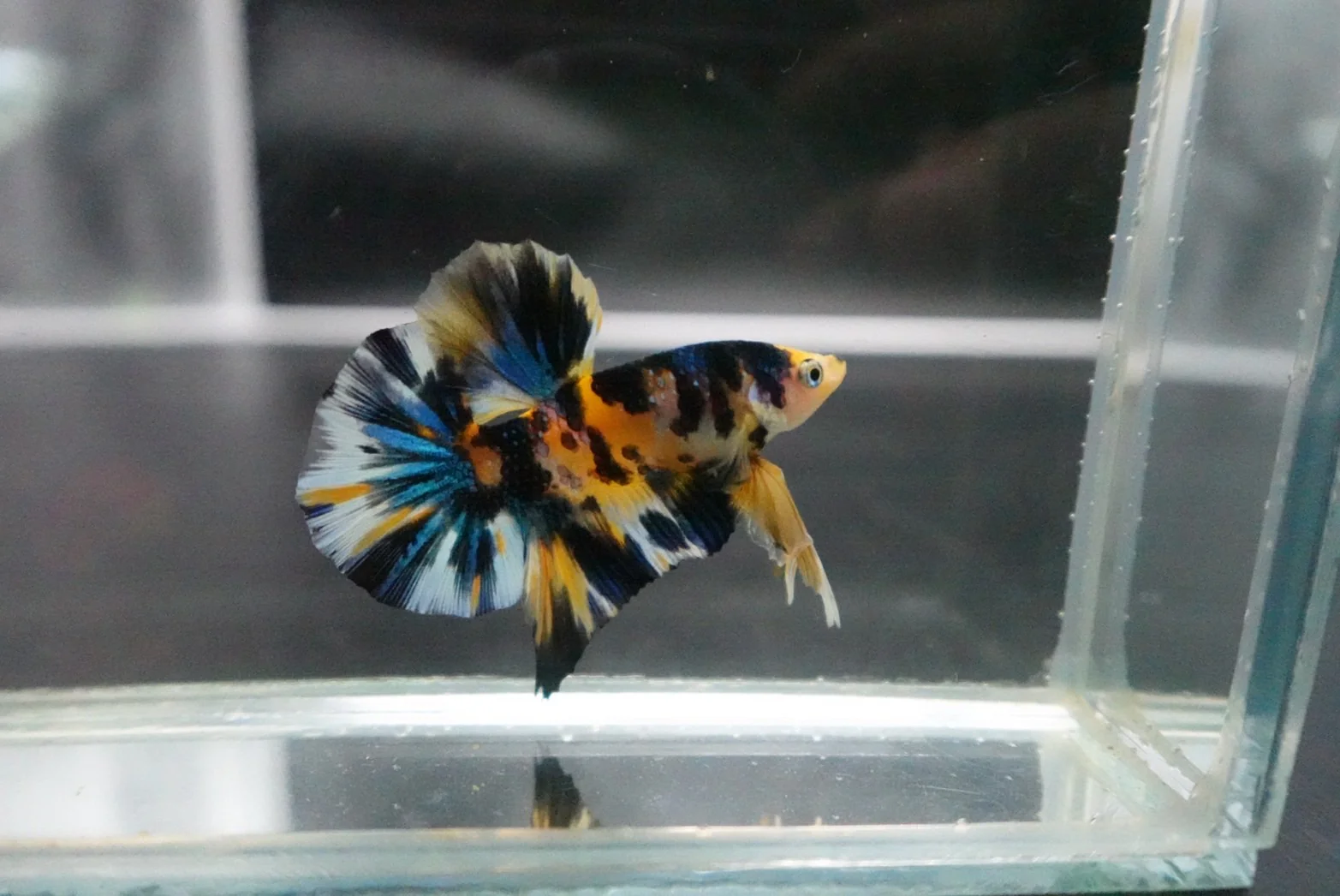 Competition Halfmoon Multicolors Betta Fish (MALE) - Image 3