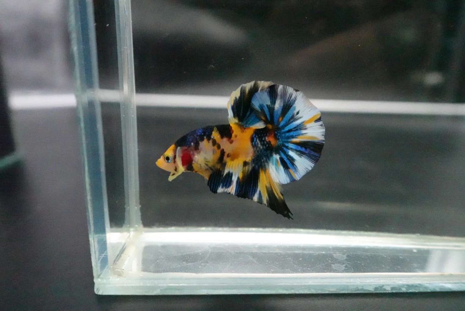 Competition Halfmoon Multicolors Betta Fish (MALE) - Image 4