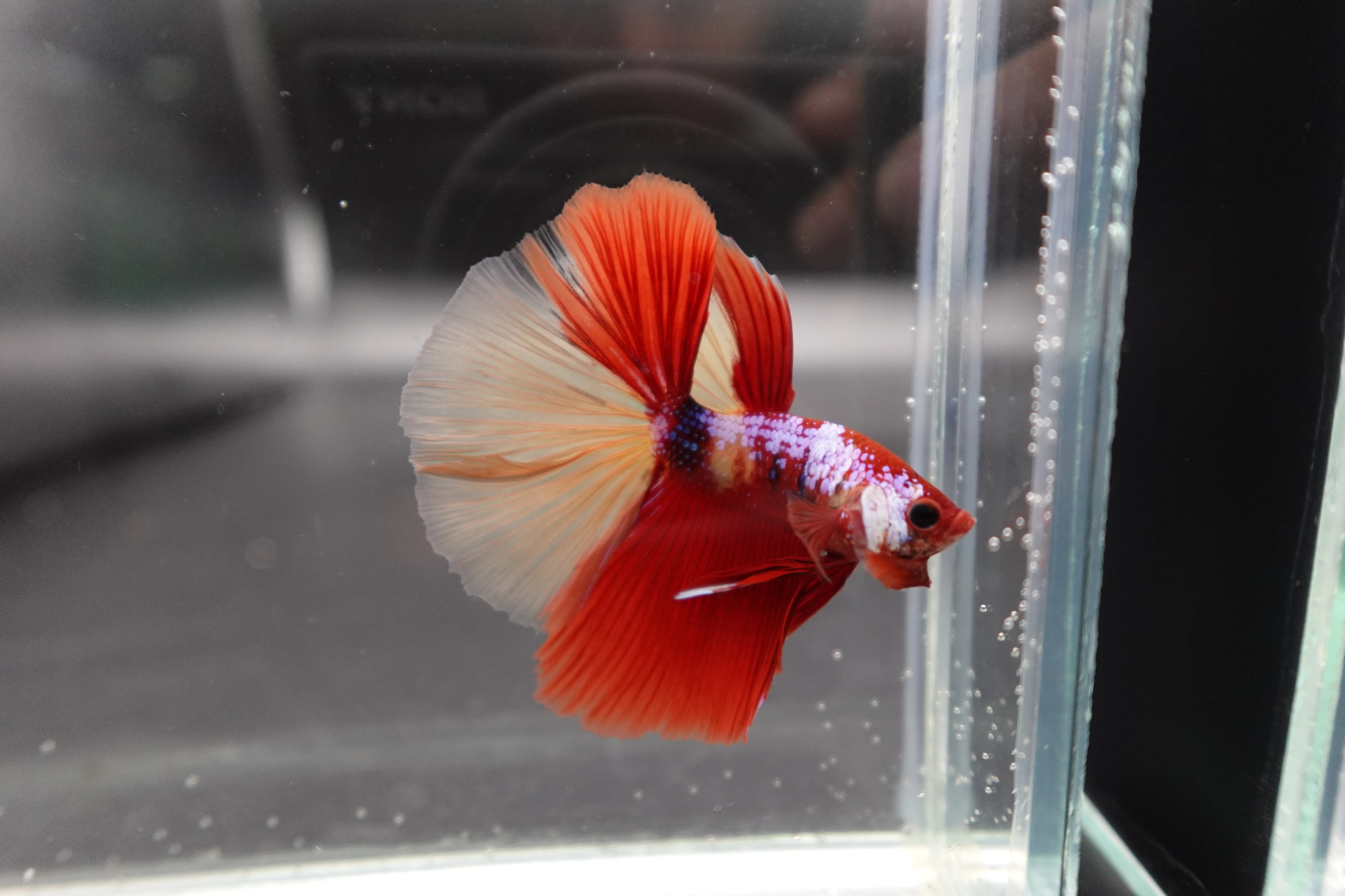 Competition Halfmoon Nemo Betta Fish (MALE) - Image 2