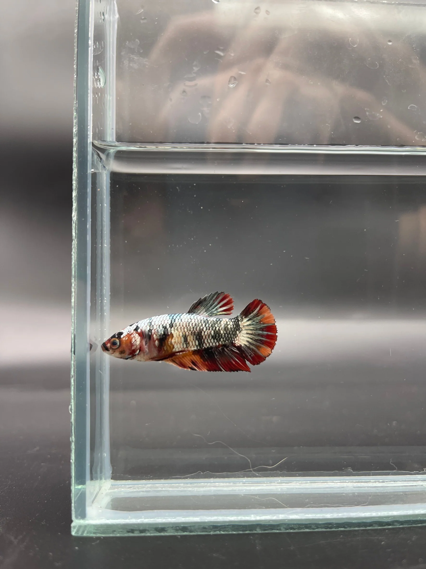 Competition - Koi Multicolor Betta Fish (Female) - Image 3