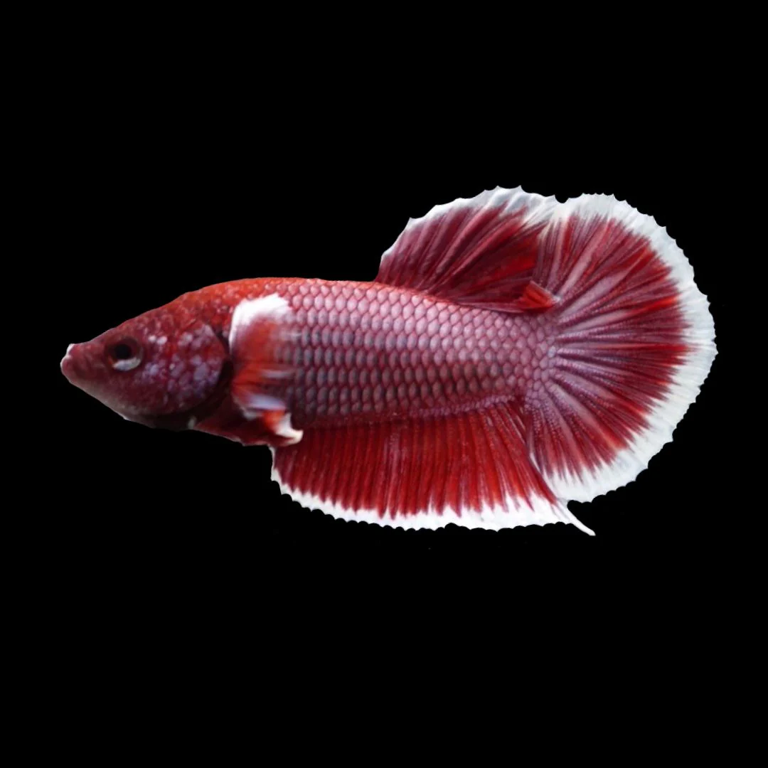 Competition salamander HMPK Betta Fish (MALE)