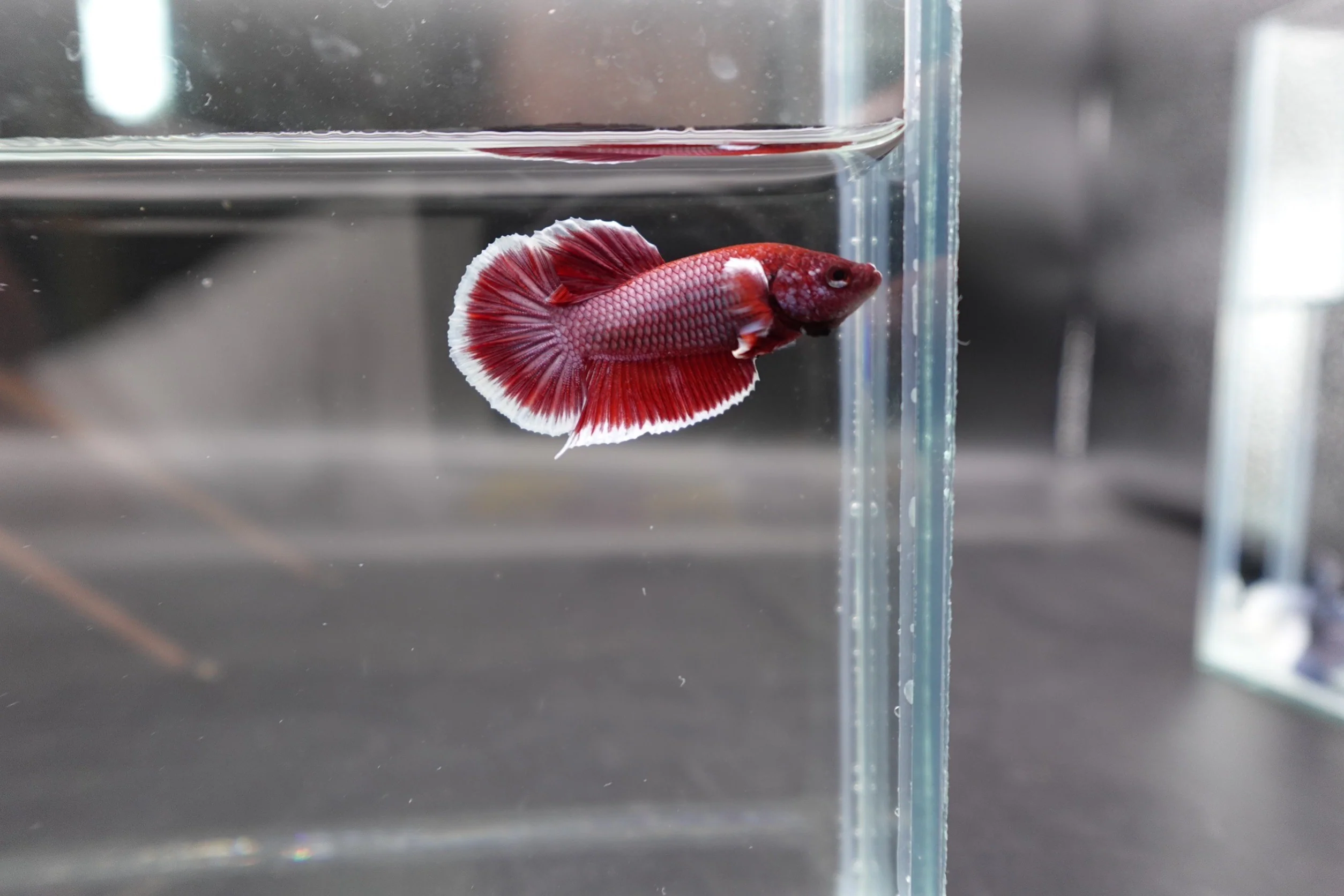 Competition salamander HMPK Betta Fish (MALE) - Image 2