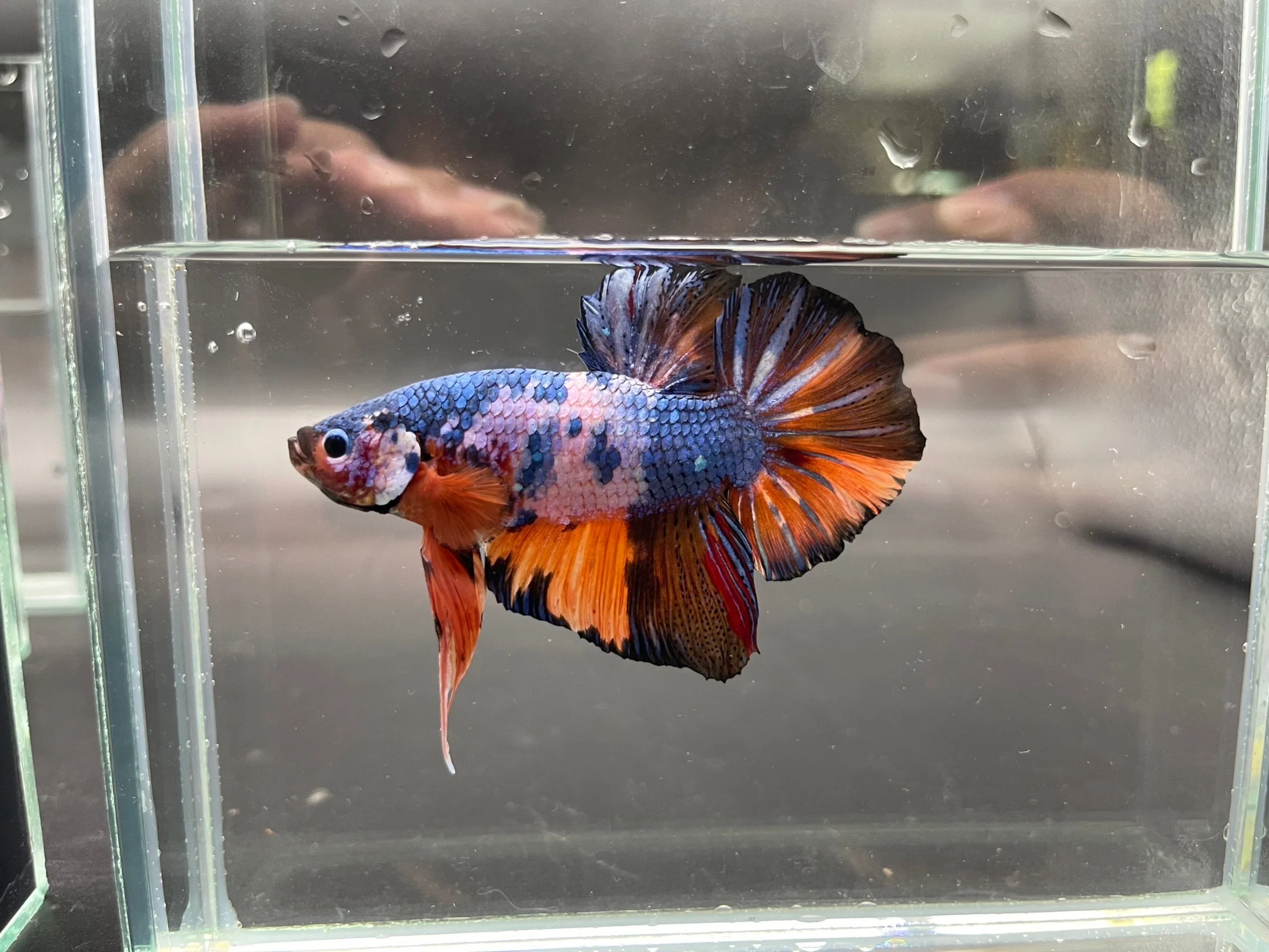 Competition Super Giant Multicolors Betta Fish (MALE) - Image 3