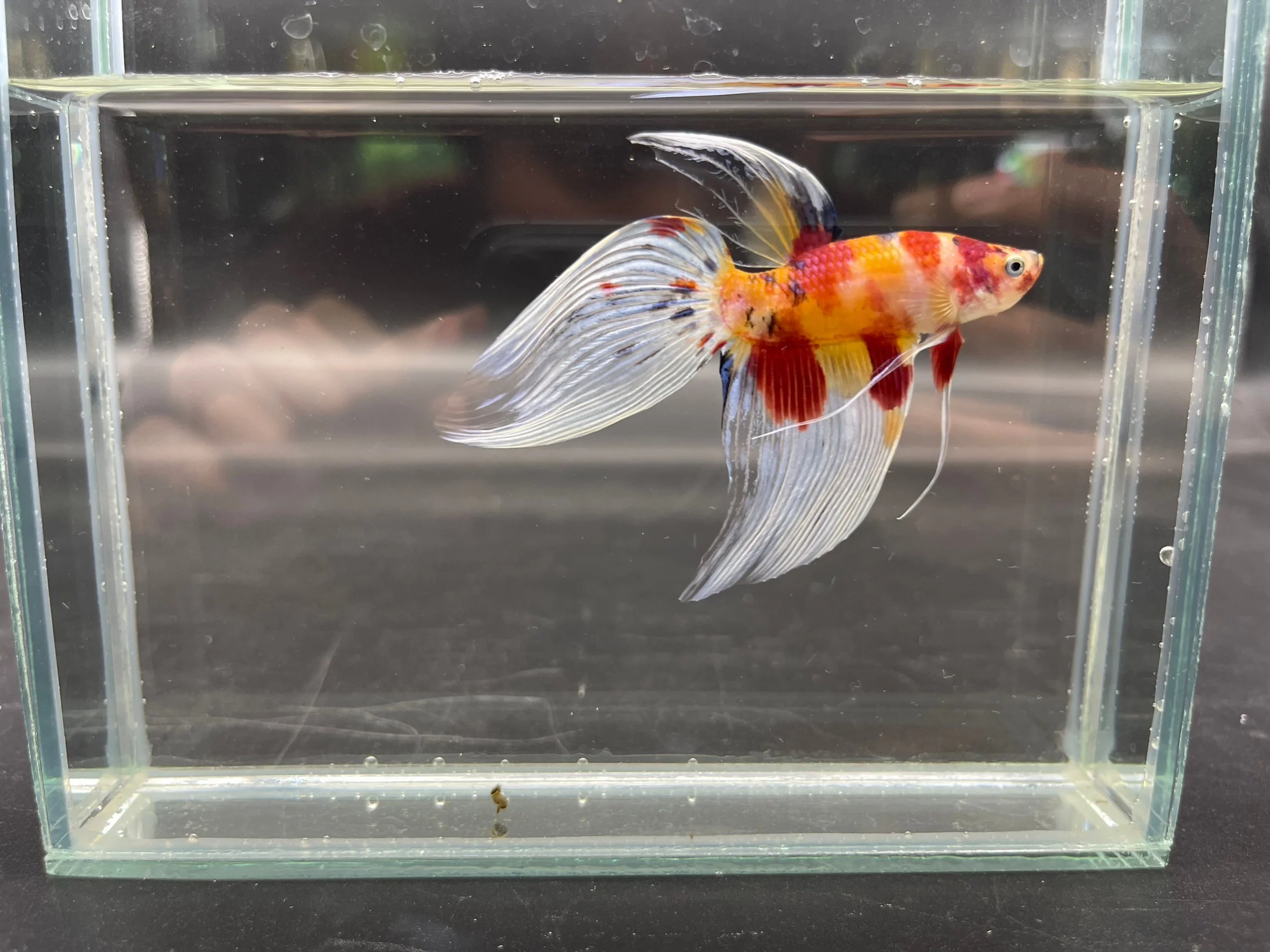 Competition Veiltail Koi Multicolors Betta Fish (MALE) - Image 2