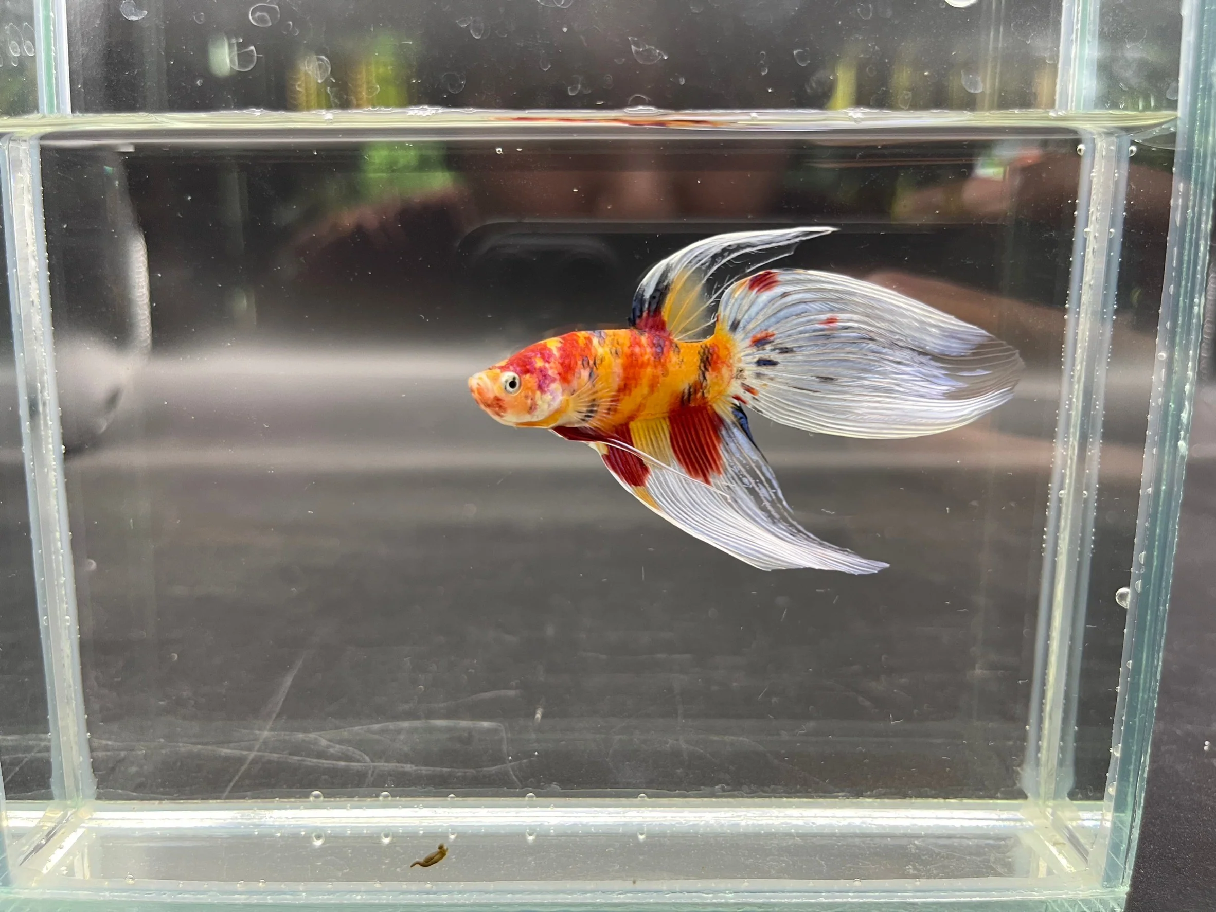 Competition Veiltail Koi Multicolors Betta Fish (MALE) - Image 3