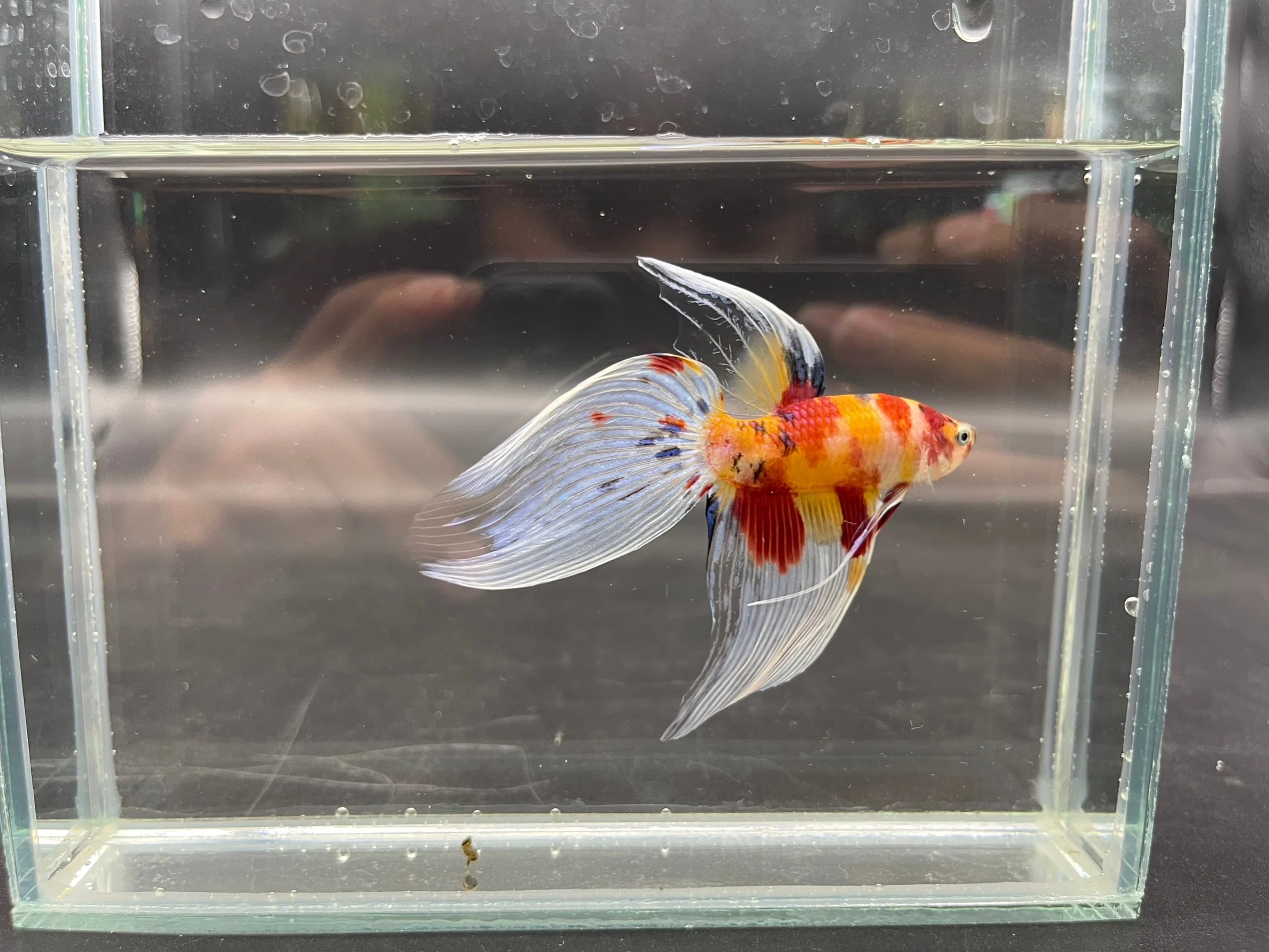 Competition Veiltail Koi Multicolors Betta Fish (MALE) - Image 4