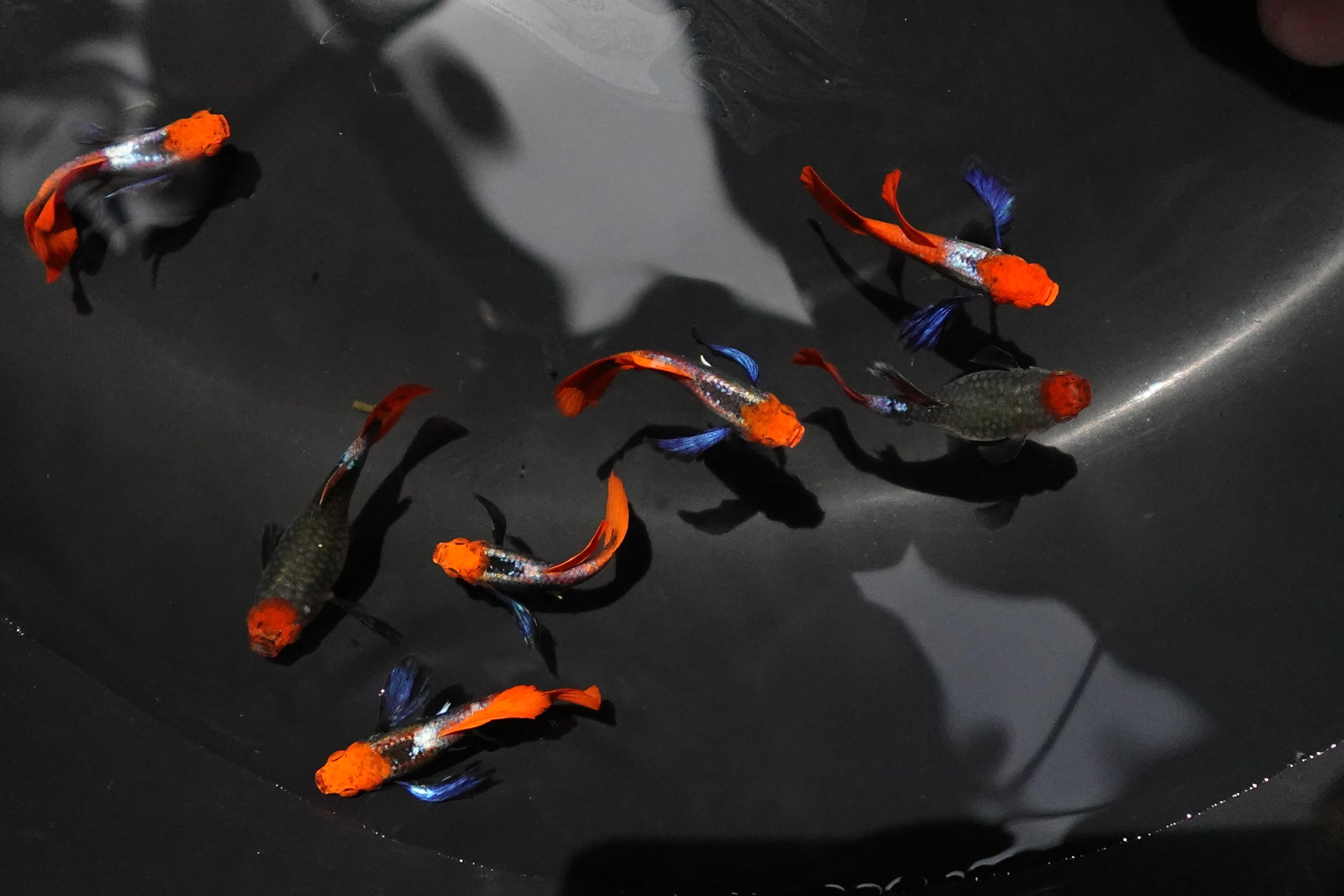 Dumbo Ear Koi Red Tail Guppy Fish - Image 3