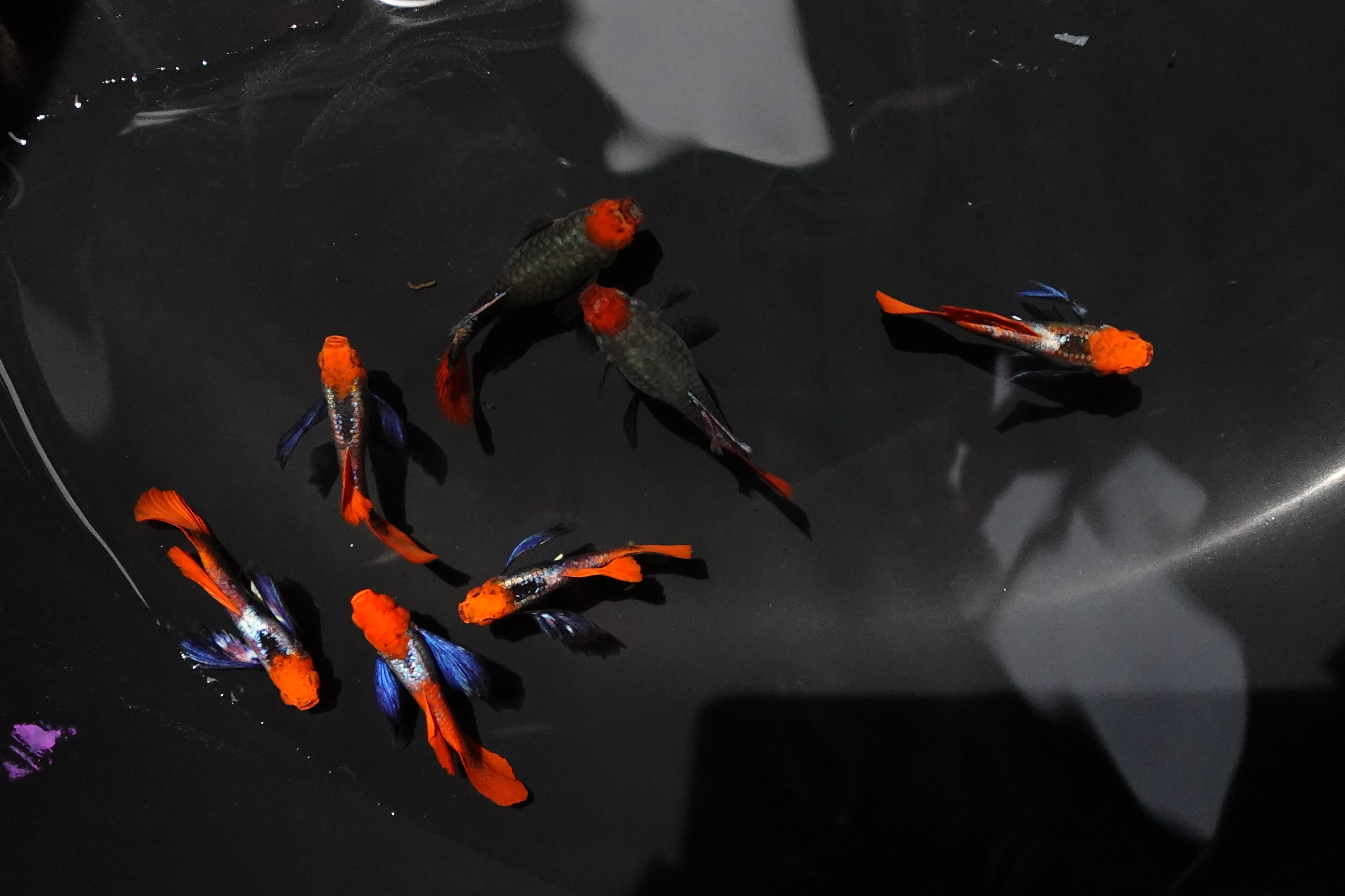 Dumbo Ear Koi Red Tail Guppy Fish - Image 4