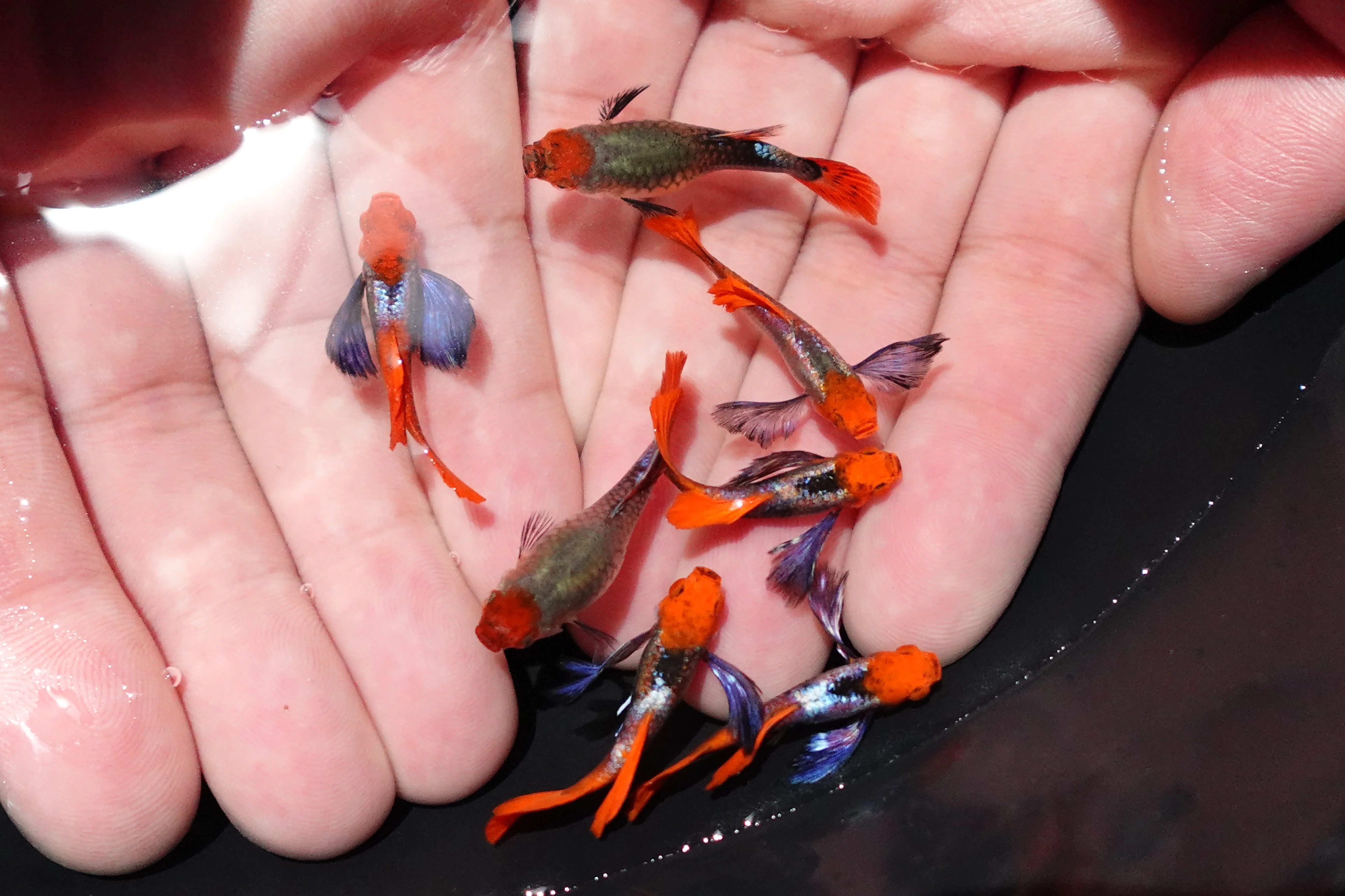 Dumbo Ear Koi Red Tail Guppy Fish - Image 5