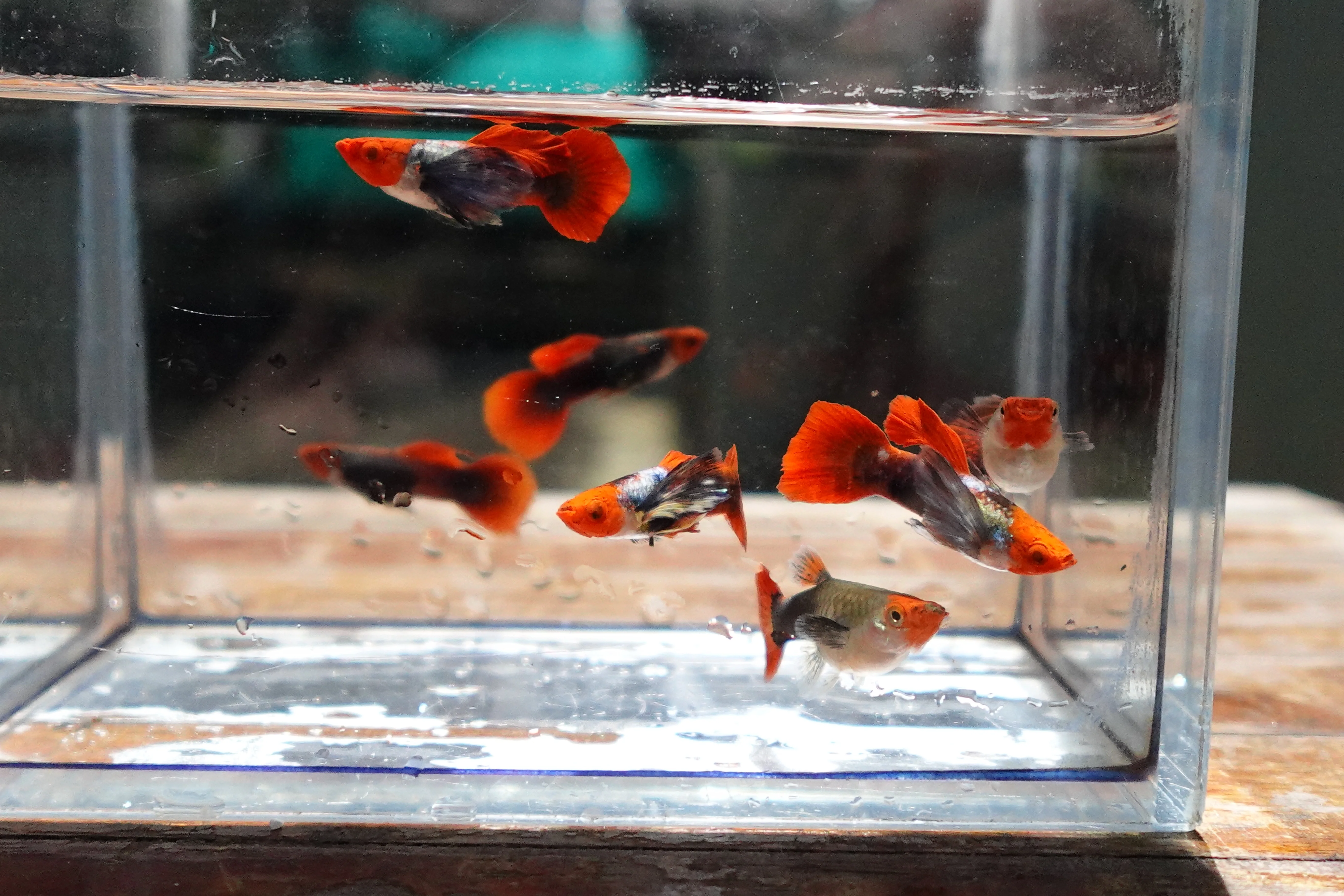 Dumbo Ear Koi Red Tail Guppy Fish - Image 6