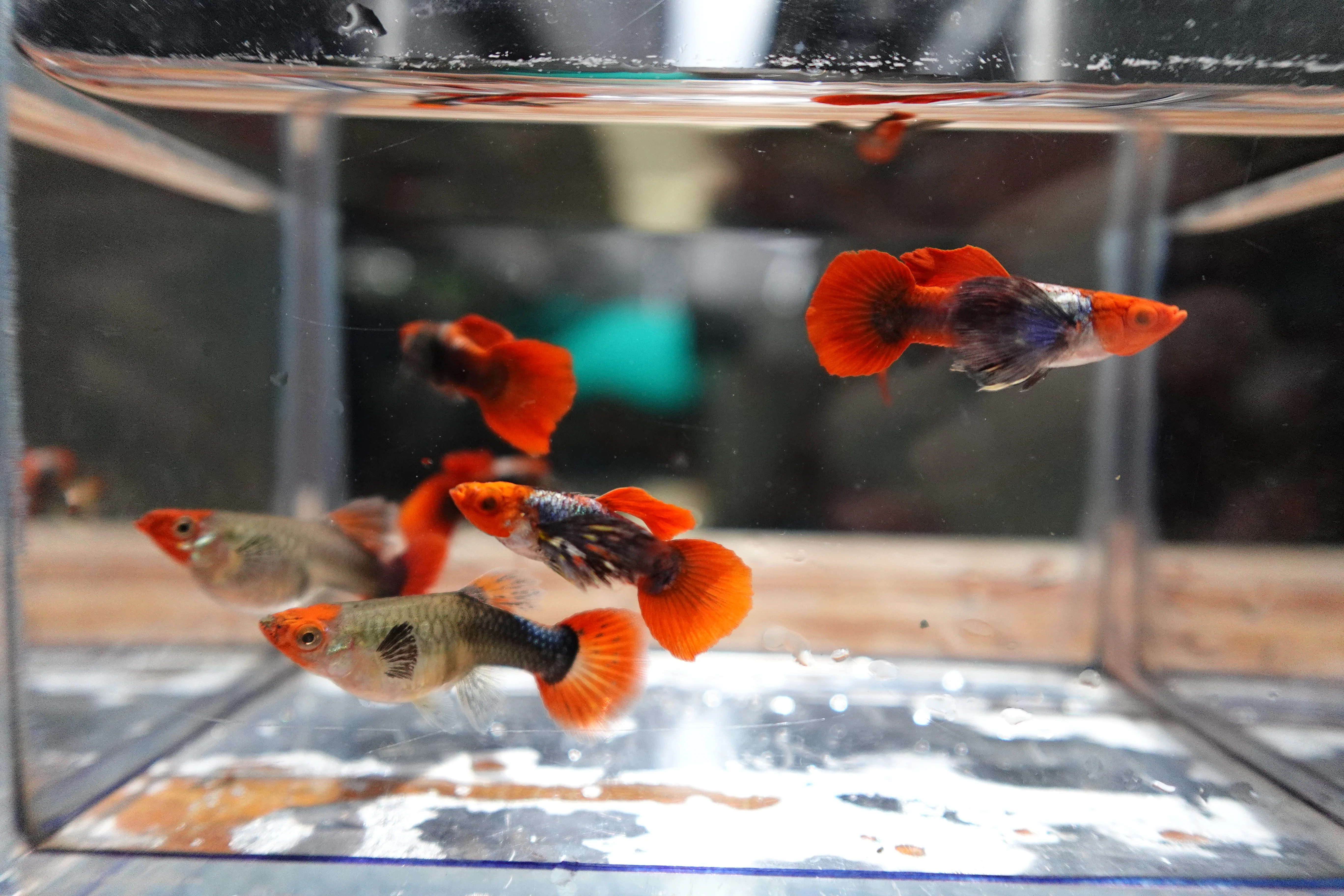 Dumbo Ear Koi Red Tail Guppy Fish - Image 7